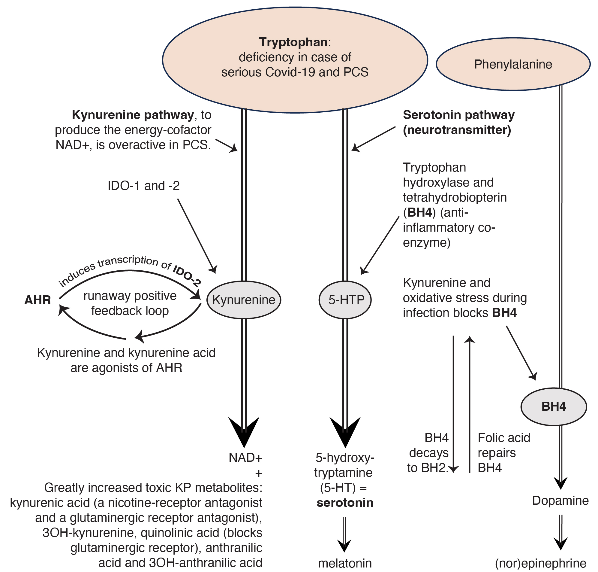Follow-up: collaboration between immunologists and neuropsychiatrists on post-Covid