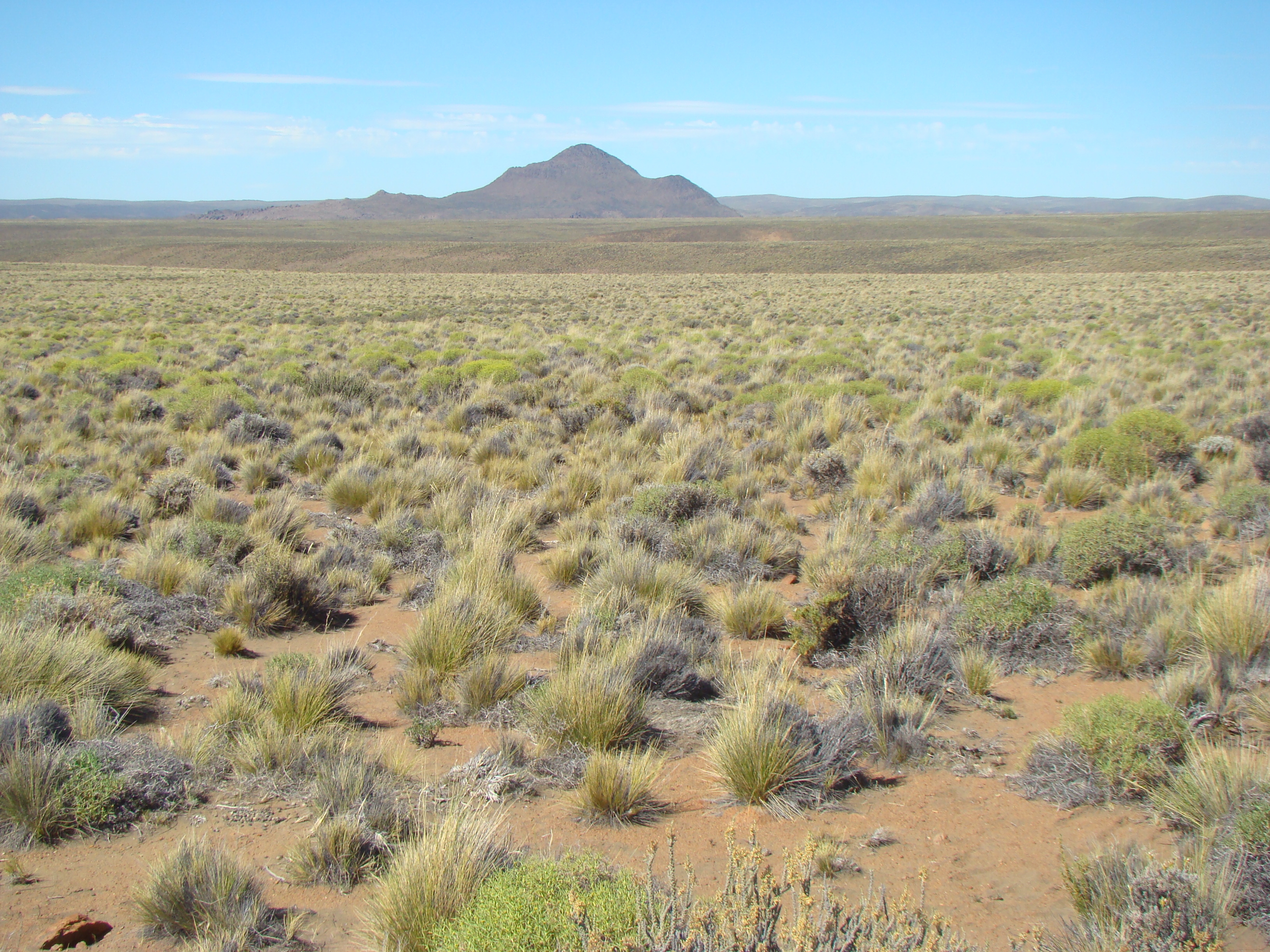 PLANT DIVERSITY MAXIMIZES ECOSYSTEM FUNCTIONING