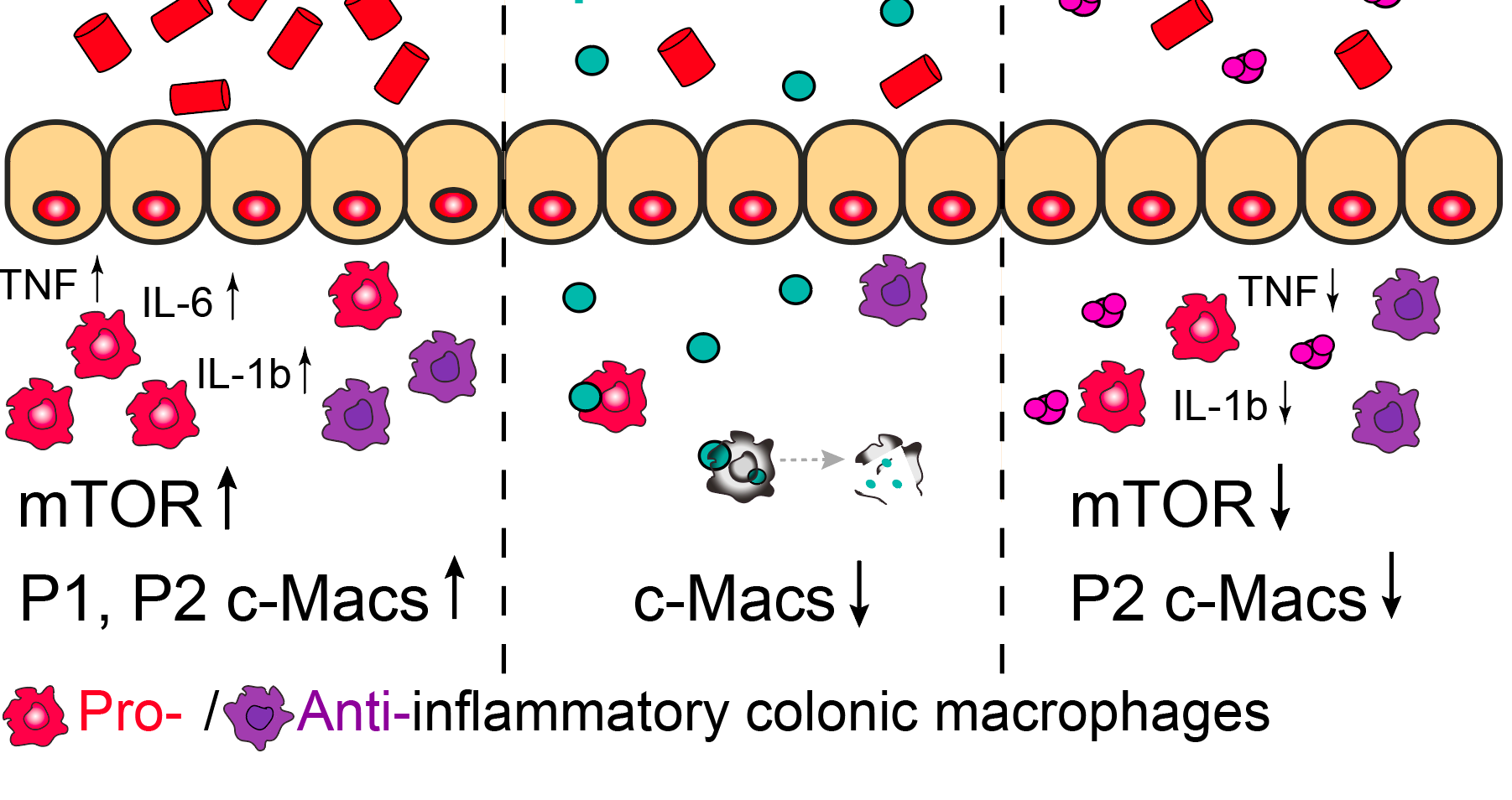 Targeting intestinal macrophages as a therapeutic option in metabolic disease