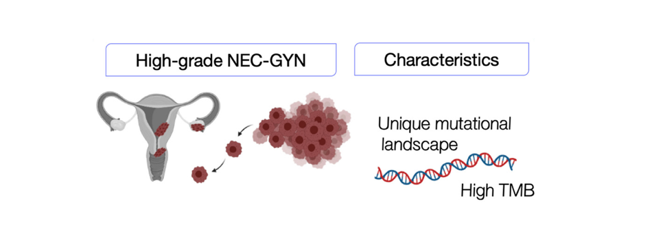 Dissecting the molecular profile of a rare gynaecological cancer 