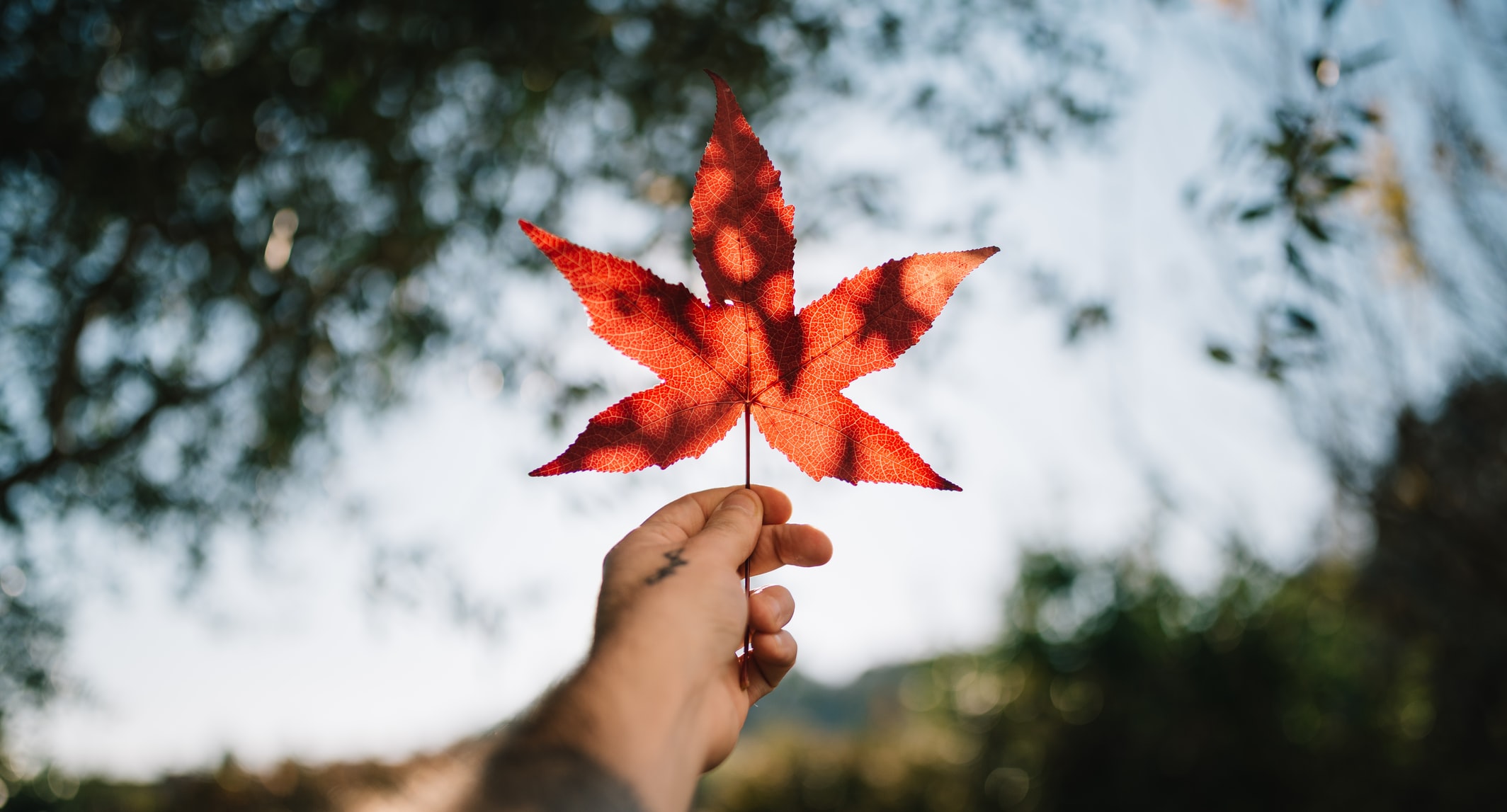 A Guide to Payroll Contributions in Canada