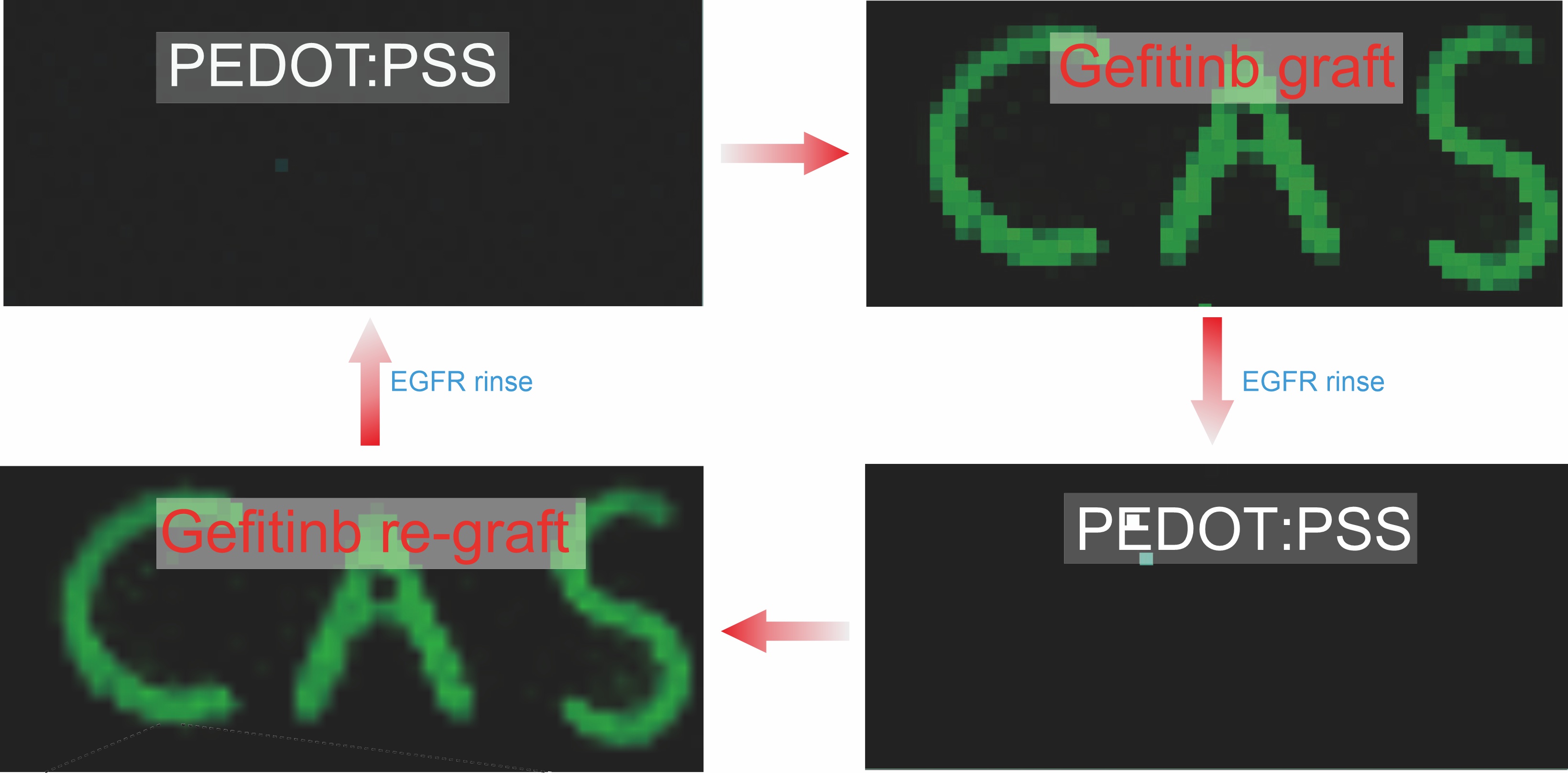 Reusable OECT biosensor