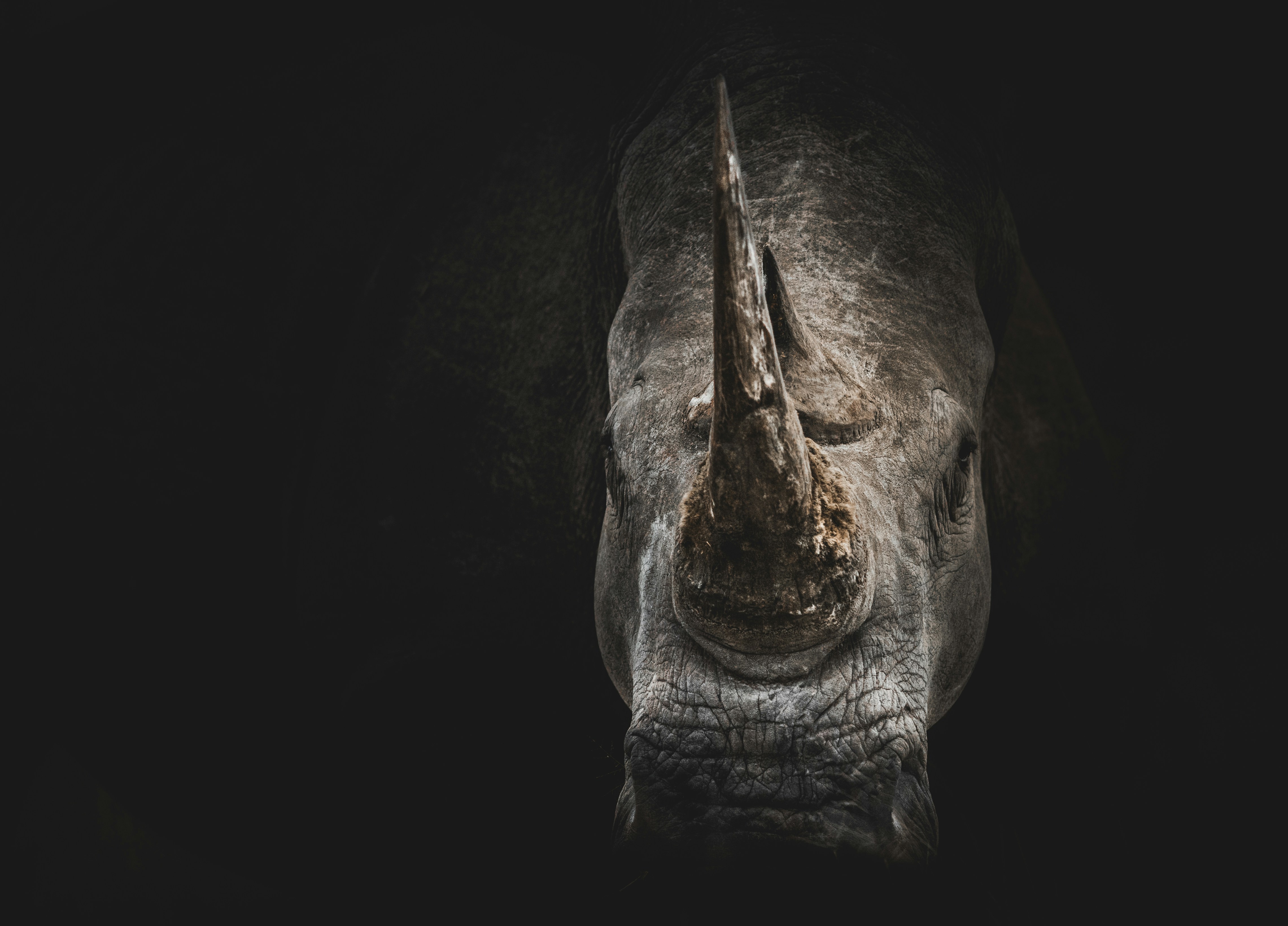 🌍 Join the Fight Against Wildlife Crime: Exciting 6-Month Internships at the Wildlife Justice Commission in The Hague!