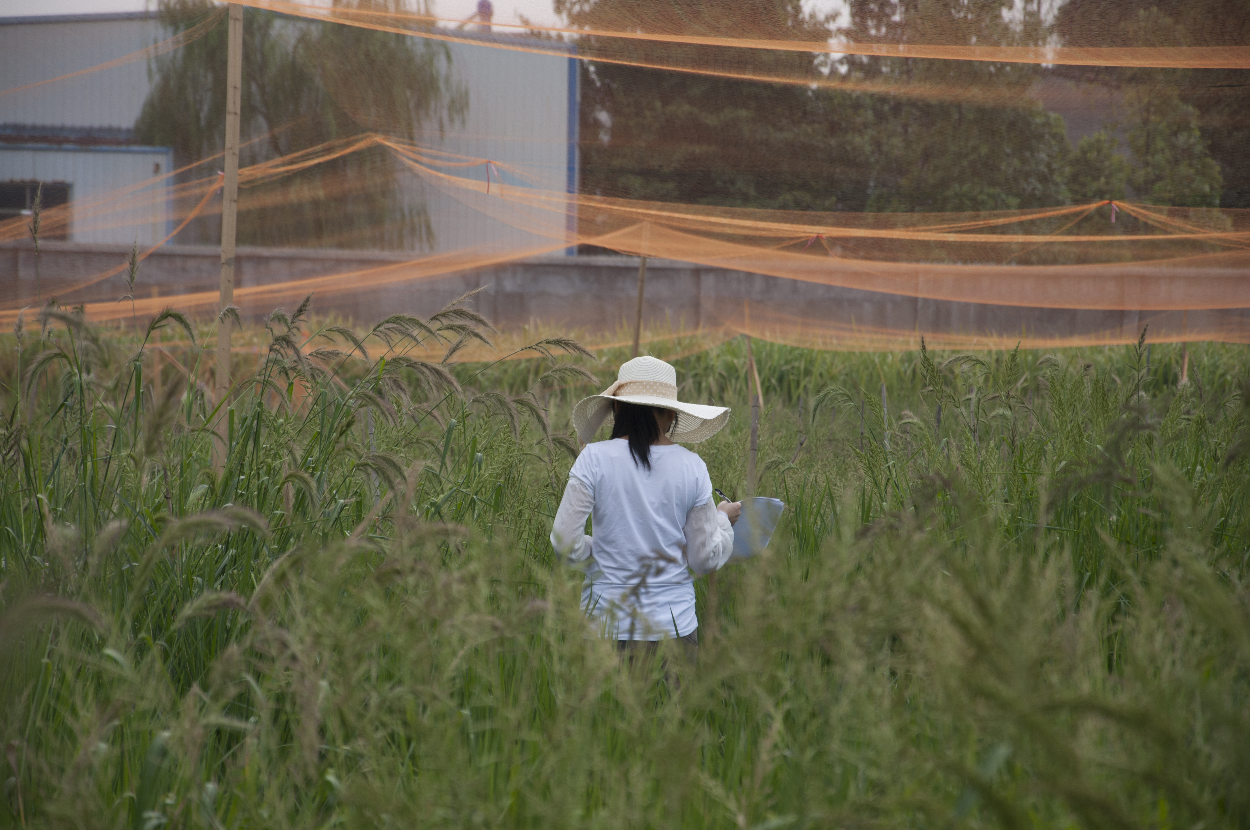 Adaptation to agricultural environments via crop mimicry