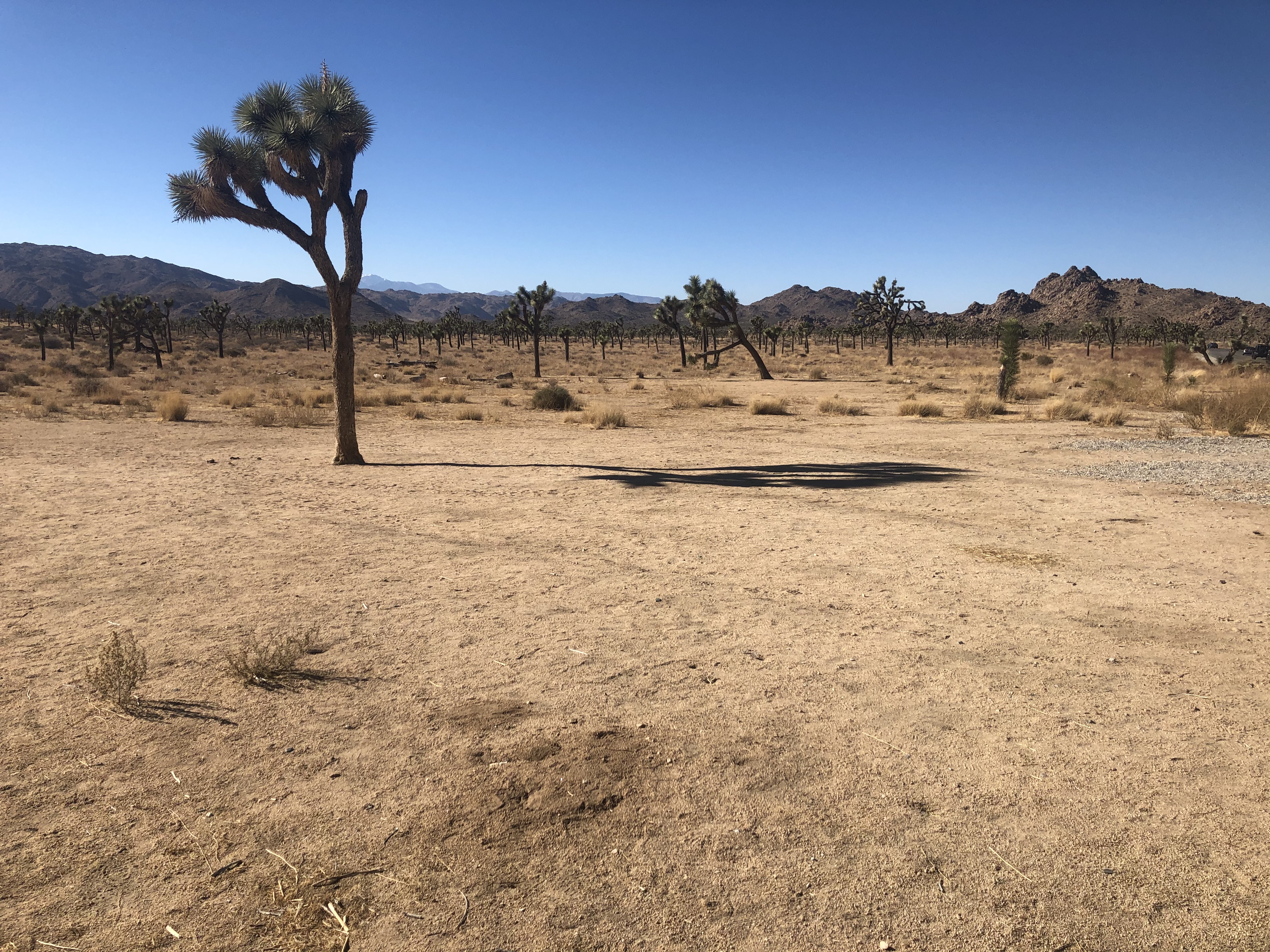 The Hive Podcast; Episode 7 - Behaviours in Nature