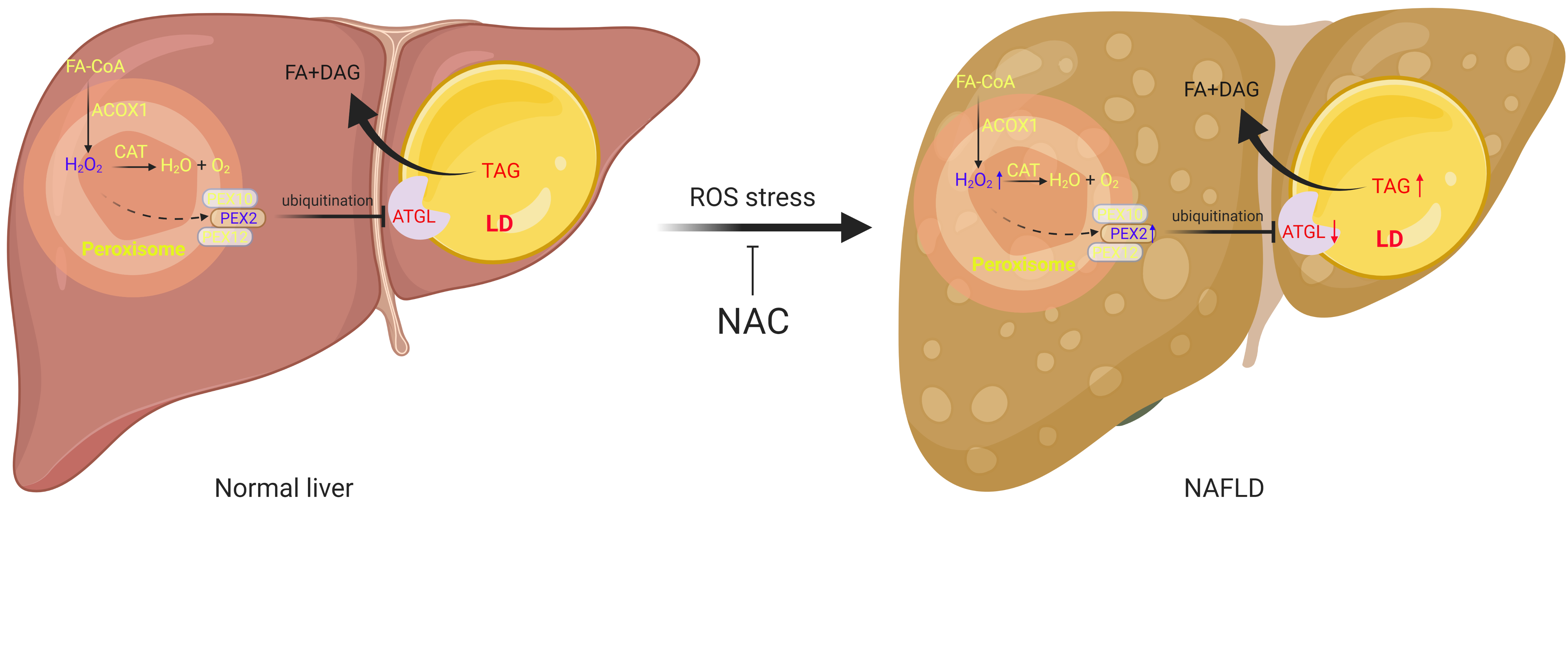 'Peroxisomal β-oxidation acts as a sensor for intracellular fatty acids and regulates lipolysis