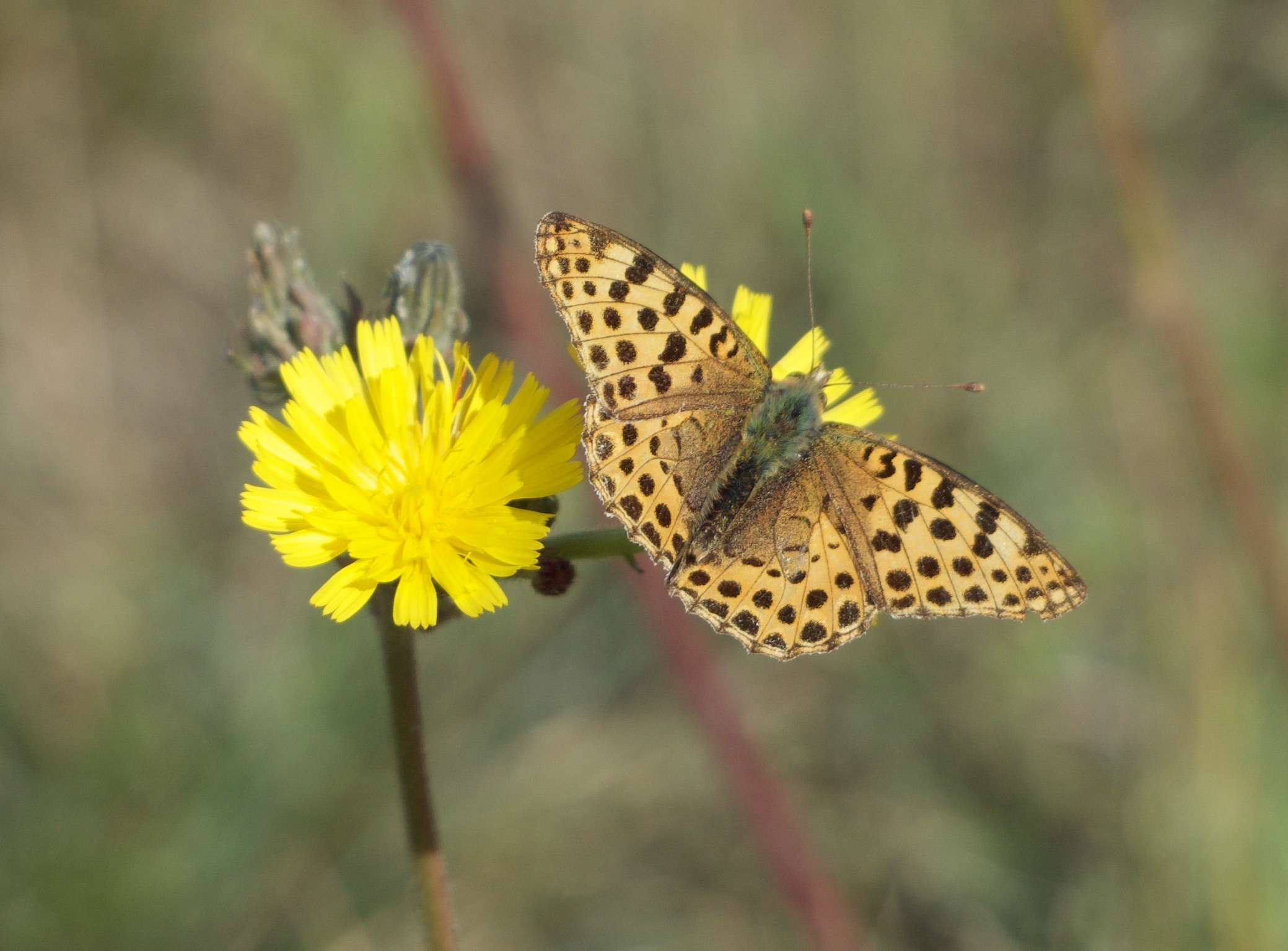 ‘Slow and steady’ ecosystems win the race (but only in undisturbed, low-input grasslands)
