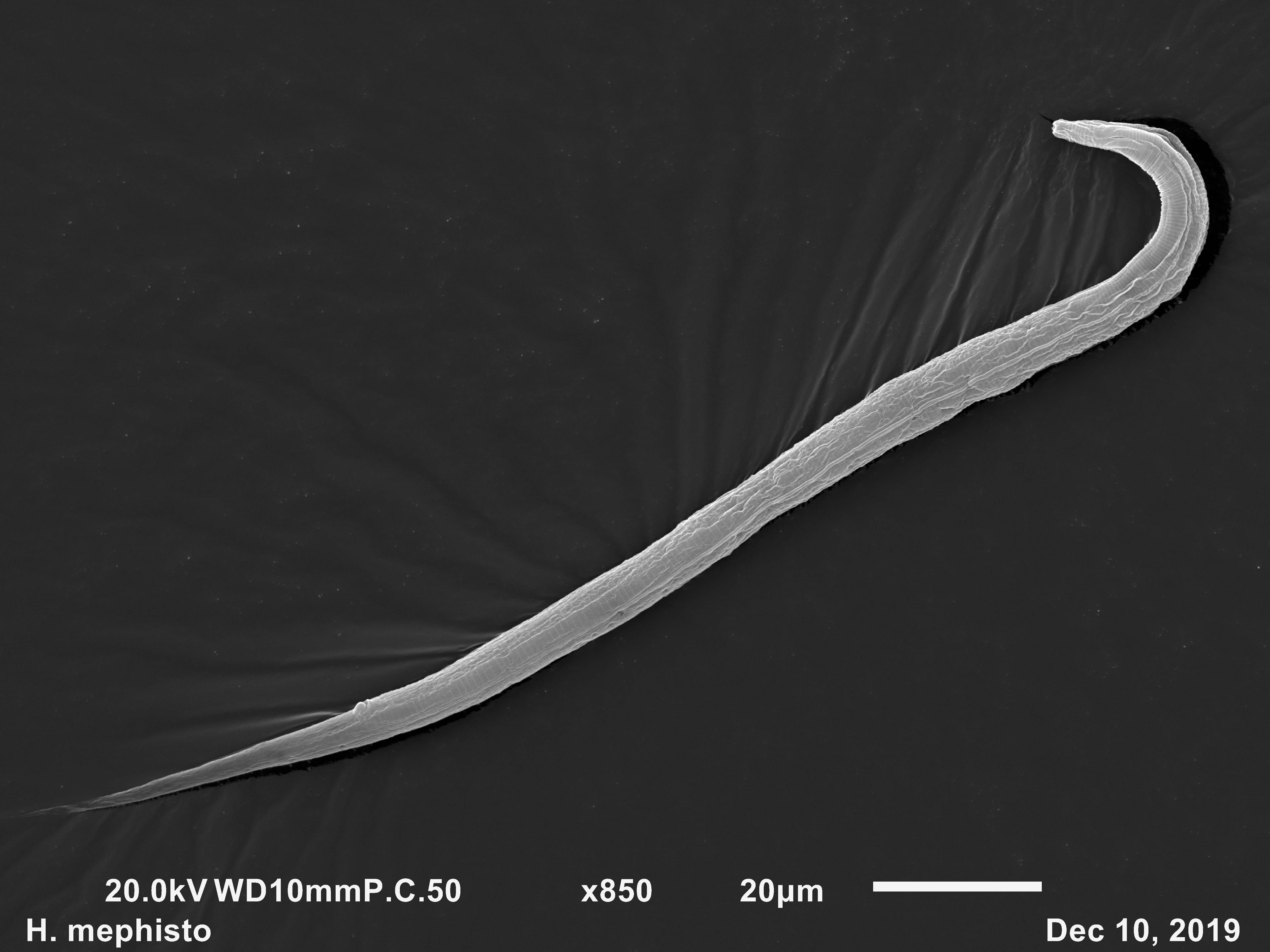 Behind the lucky discovery of Halicephalobus mephisto, the Devil Worm