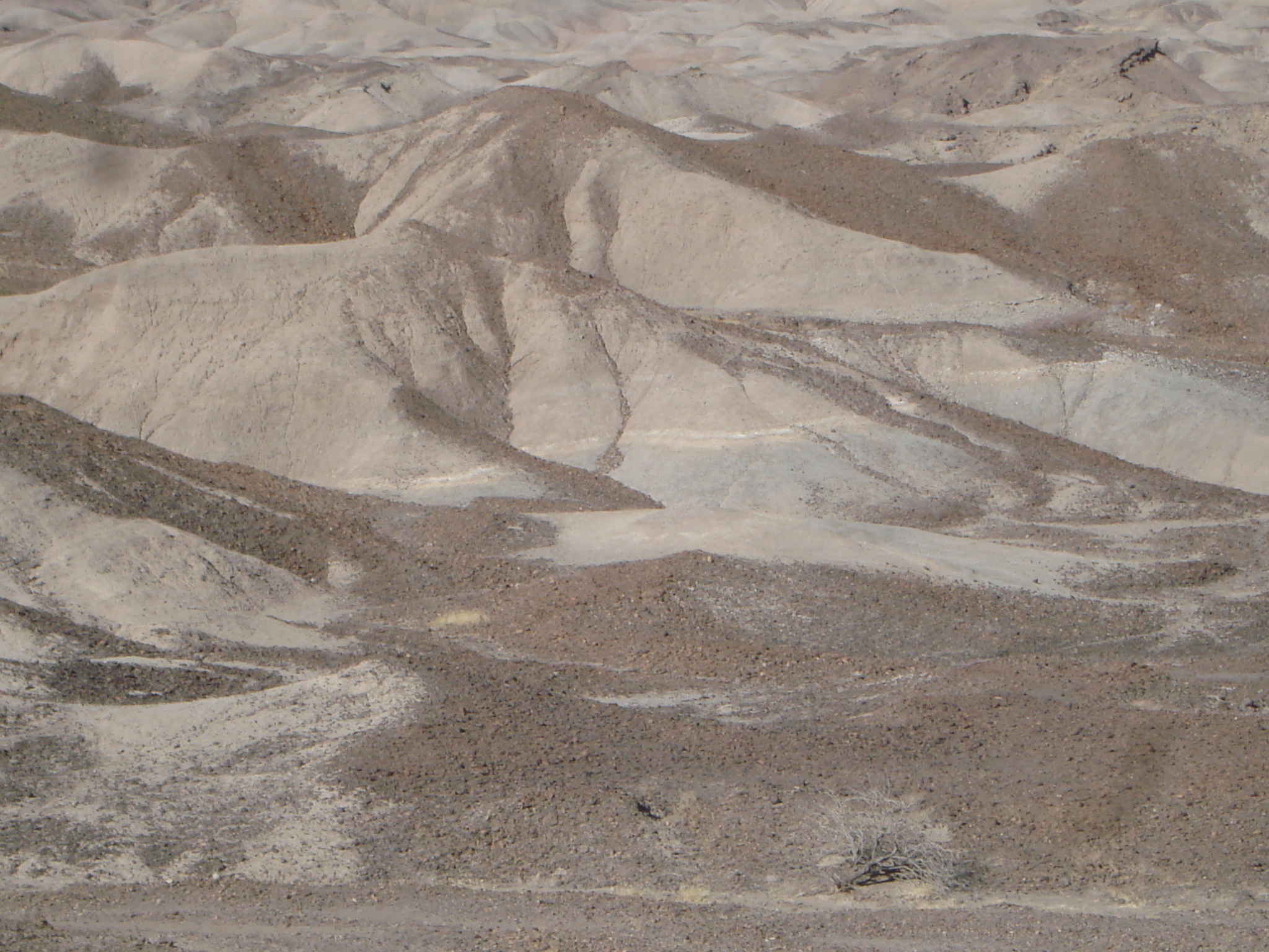 Grassy beginning for earliest Homo