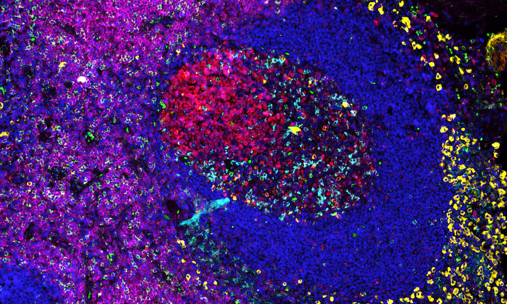 EMBL Virtual LearningLAB: Cell Biology and Omics for Educators