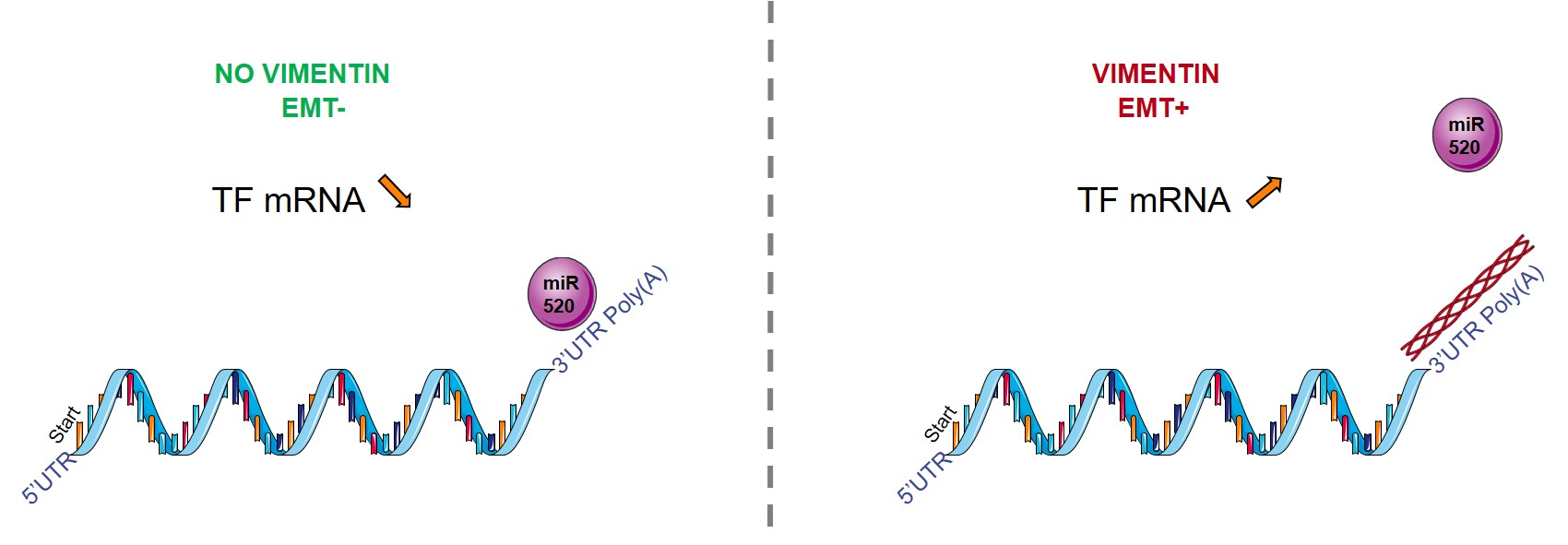 How can an intermediate filament regulate coagulation?