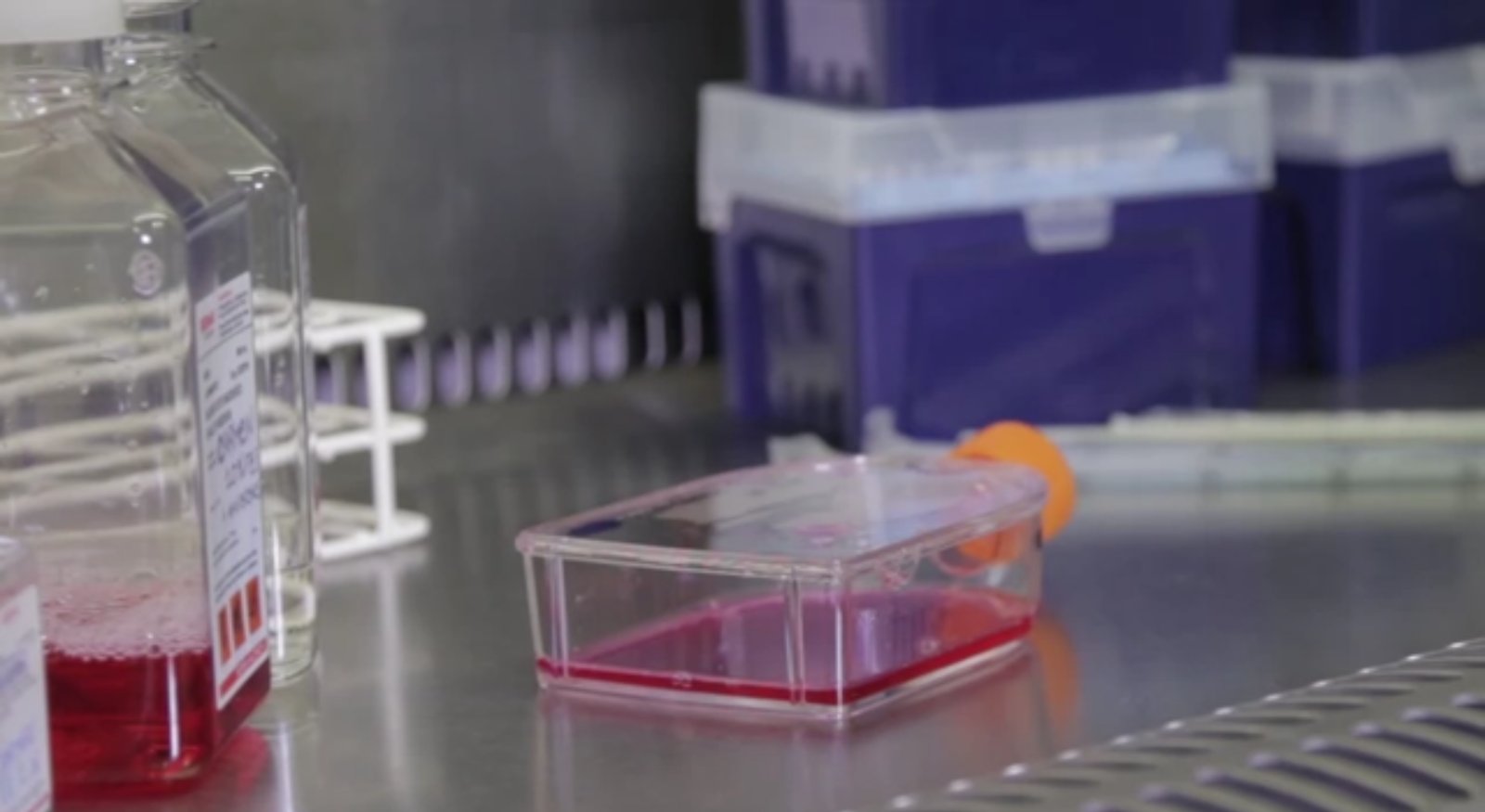 QMUL Science Alive: Tissue Culture