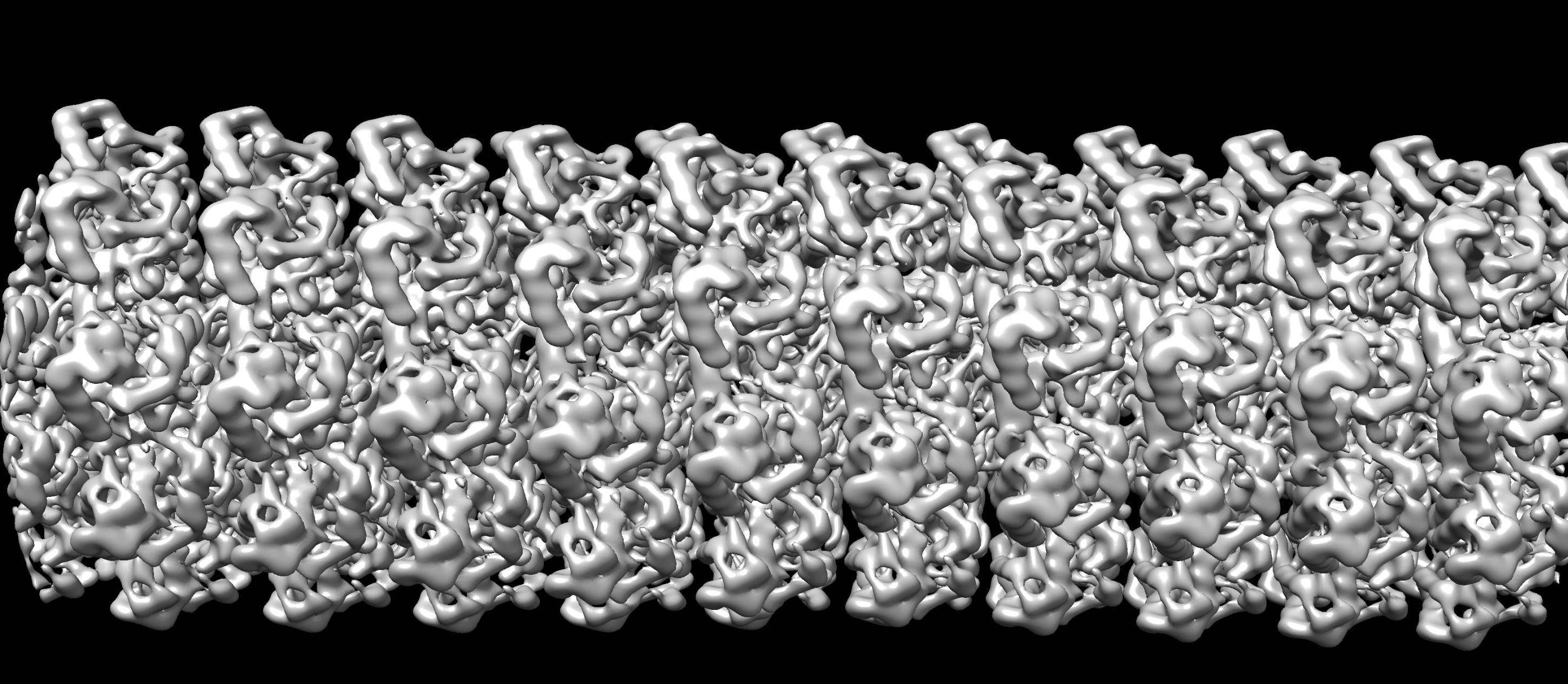 A detailed view of a filamentous virus: Potato Virus X