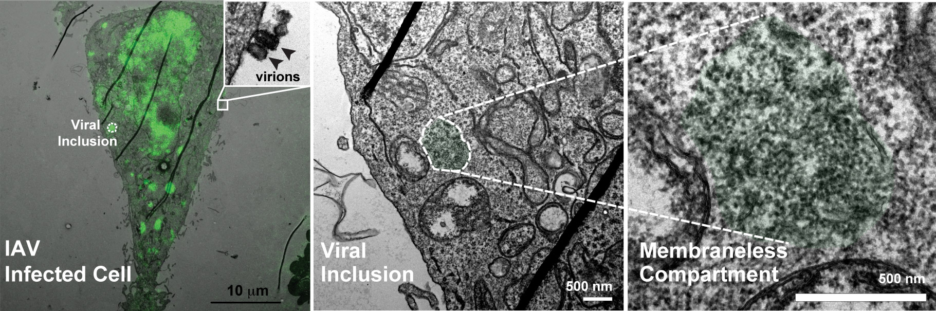 LIQUID ORGANELLES ORCHESTRATING ASSEMBLY OF VIRUS GENOME 
