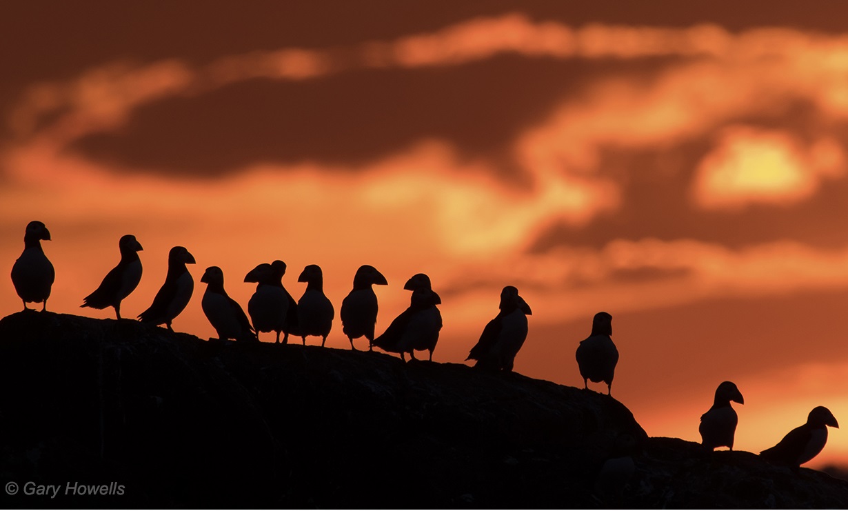The beauty of large collaborations: how many seabird scientists does it take to make a manuscript?
