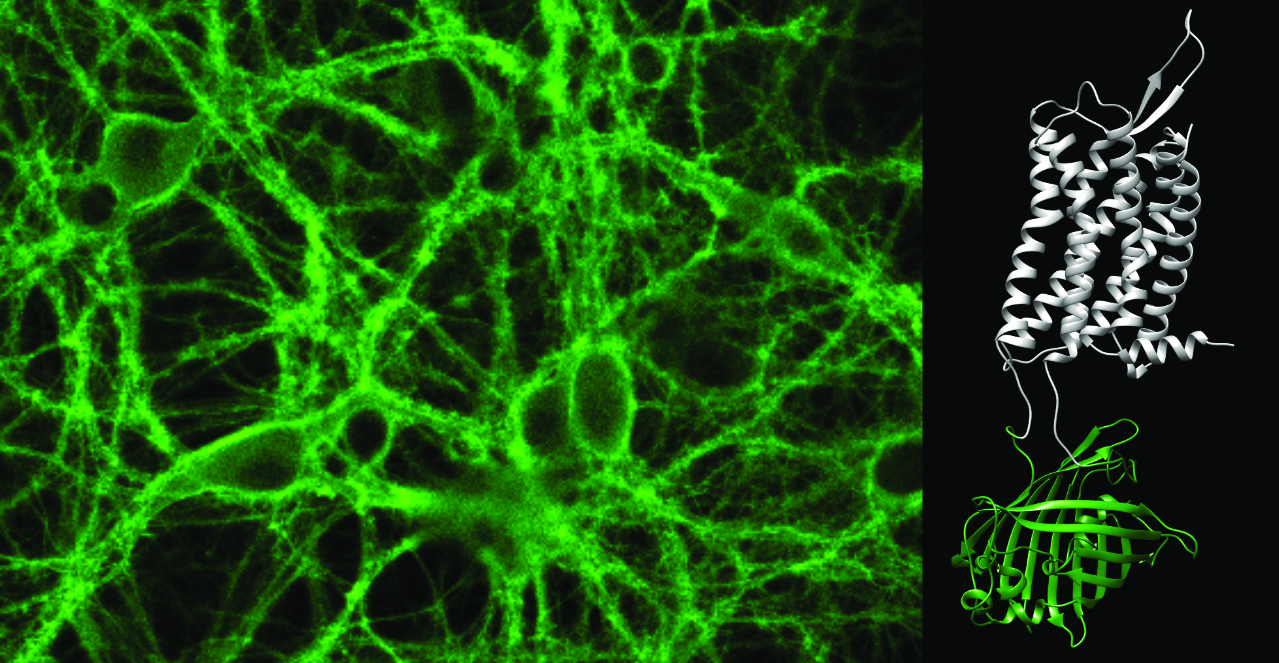 Sneak-peek into the hidden world of neuropeptides: a genetically encoded biosensor for orexins 