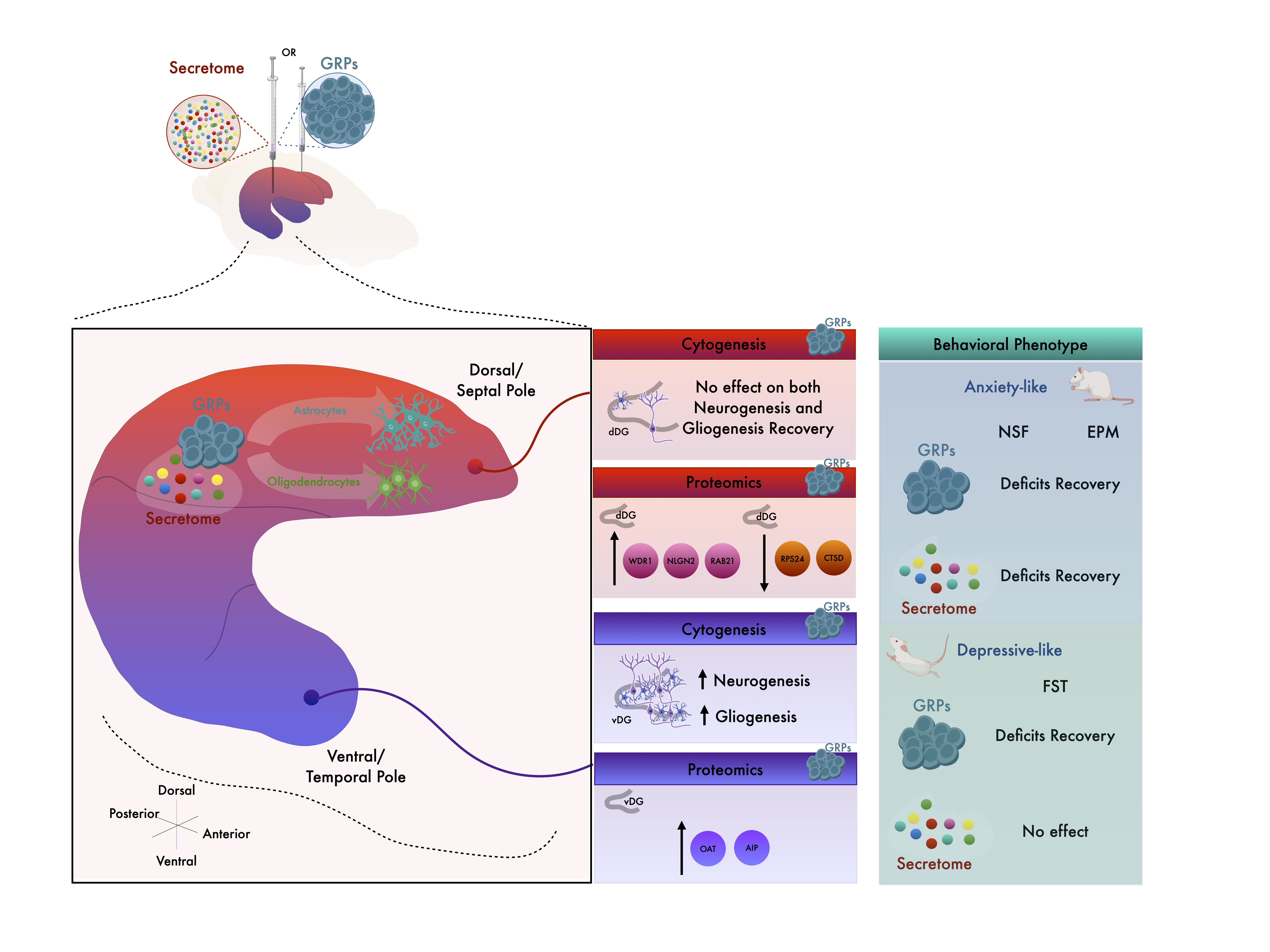Beyond Hippocampal Neurogenesis: Unraveling the importance of gliogenesis in a rat model of cytogenesis ablation