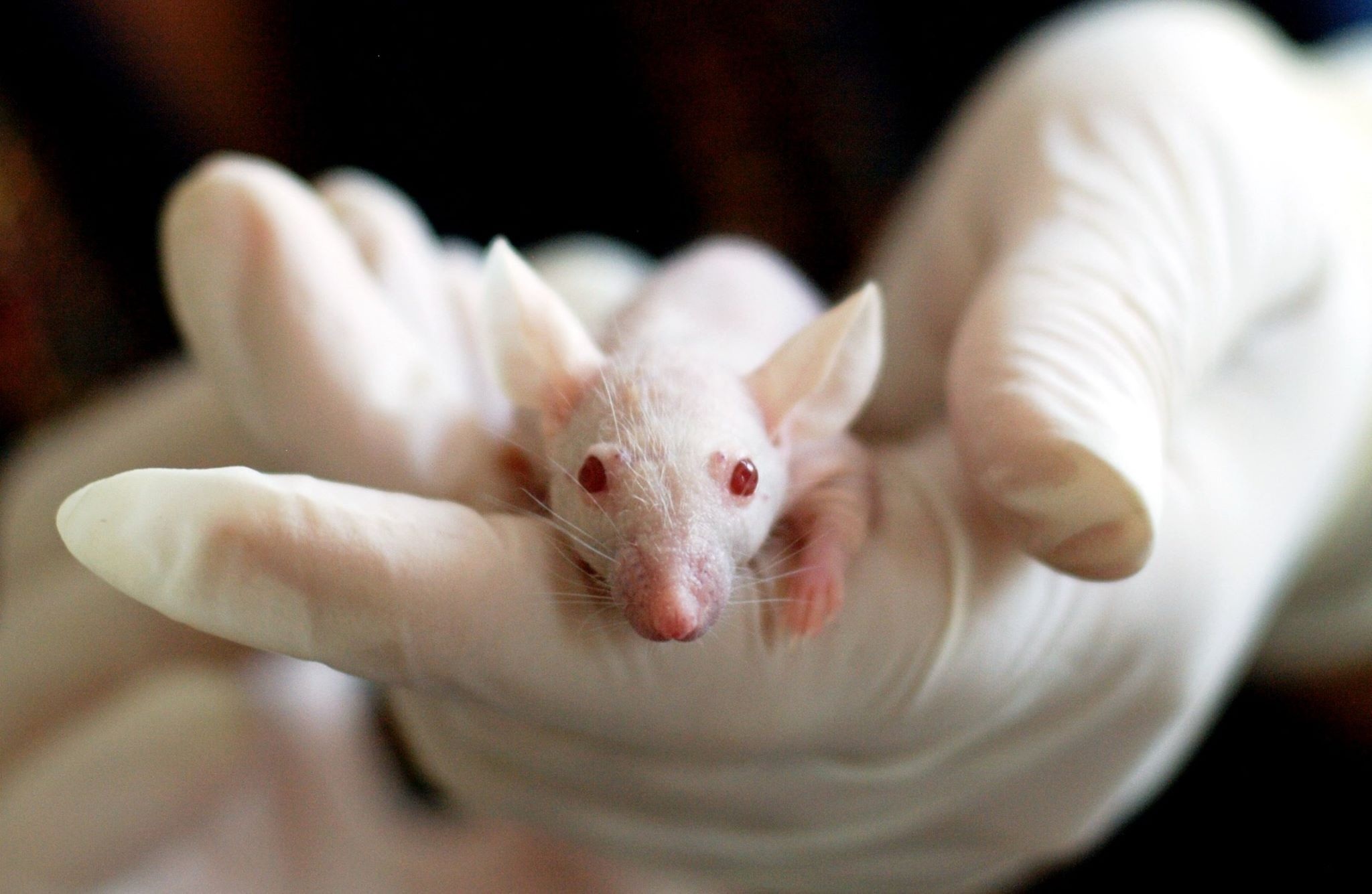 Mice on MARS: Simulated gravity prevents musculoskeletal deterioration in space