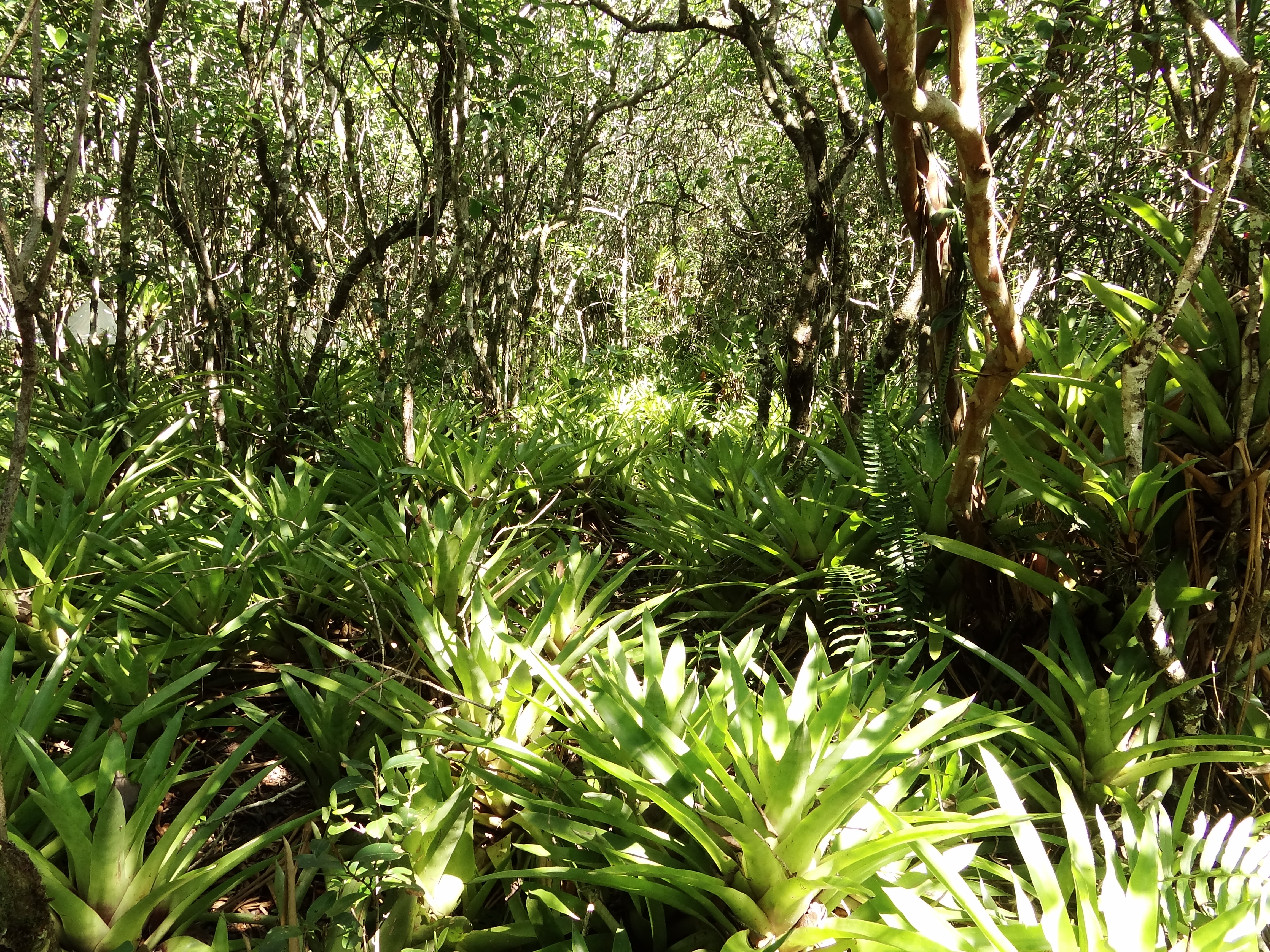 Predicted rainfall shifts threaten freshwater ecosystems across the Neotropics