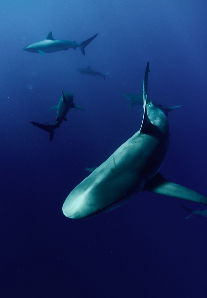 (Probably) last shout out for training bursaries for UK marine conservationists