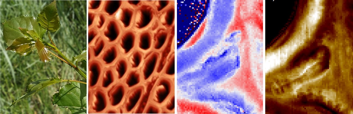 In situ plant materials hyperspectral imaging by multimodal scattering near-field optical microscopy