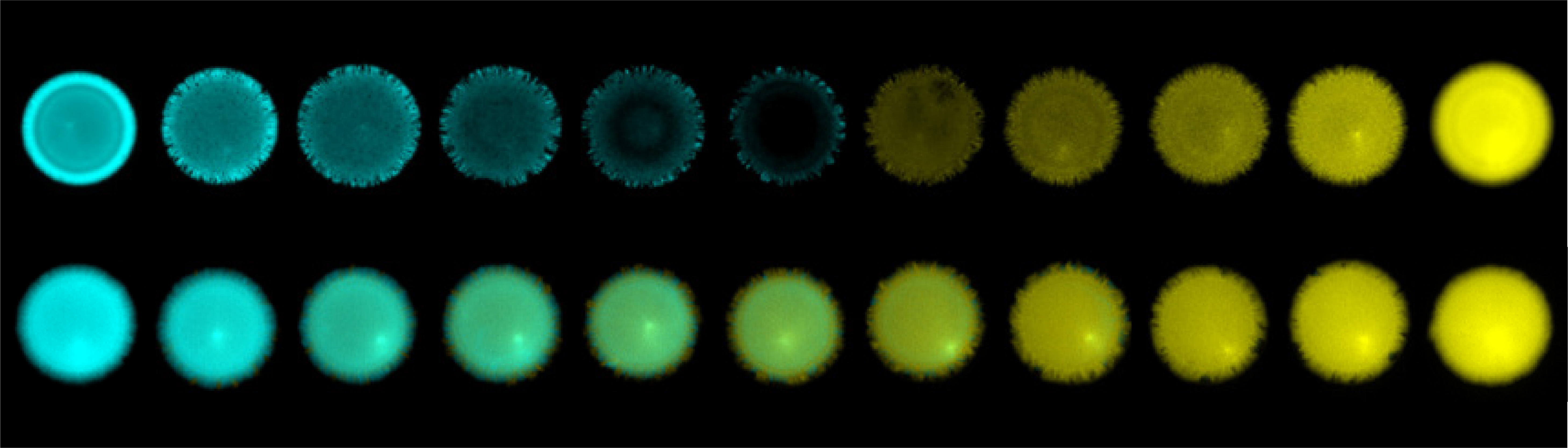 "Majority-wins" and "minority-wins" synthetic microbial consortia