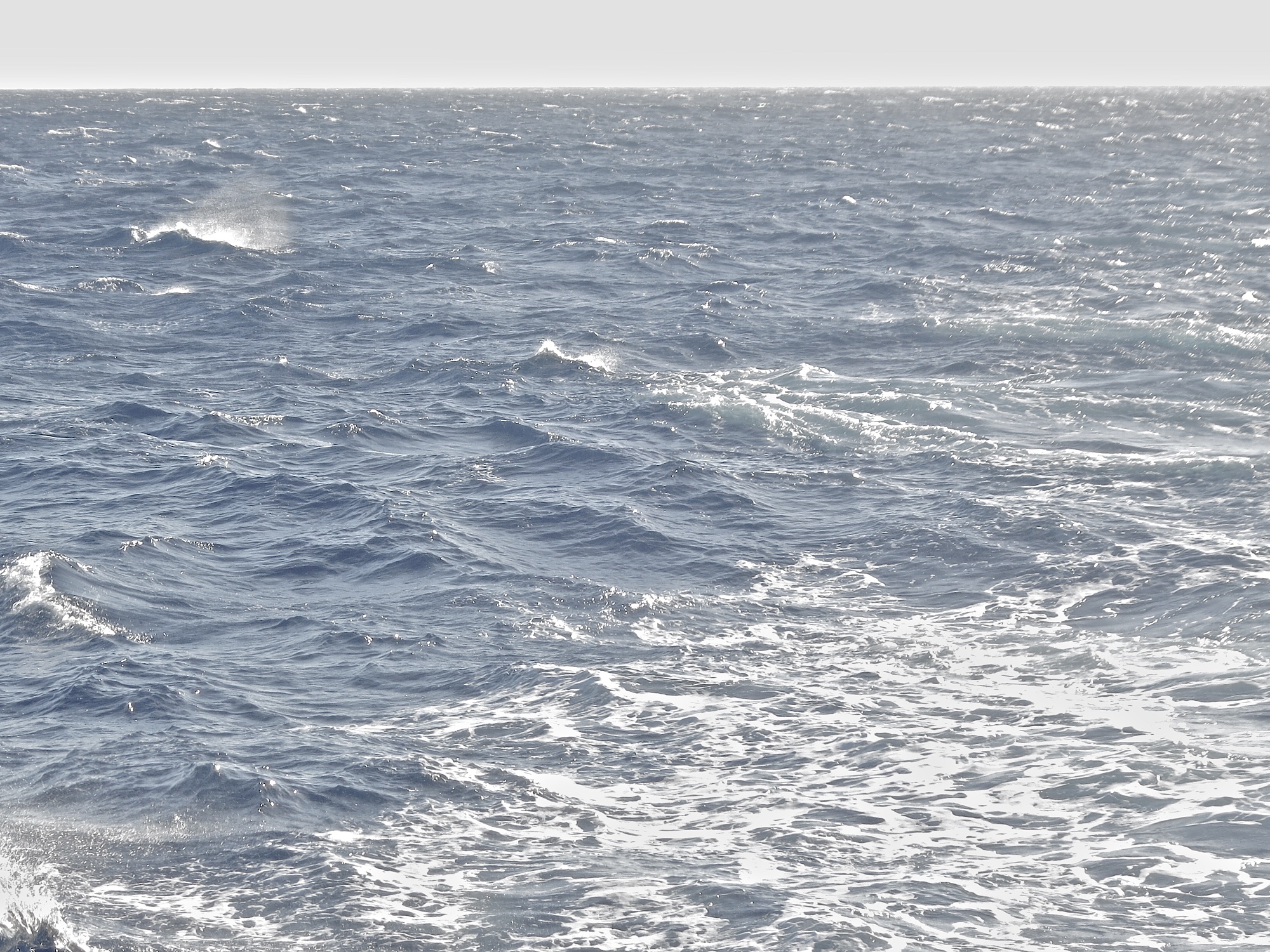 The ecological lifestyle of a keystone marine cyanobacterium