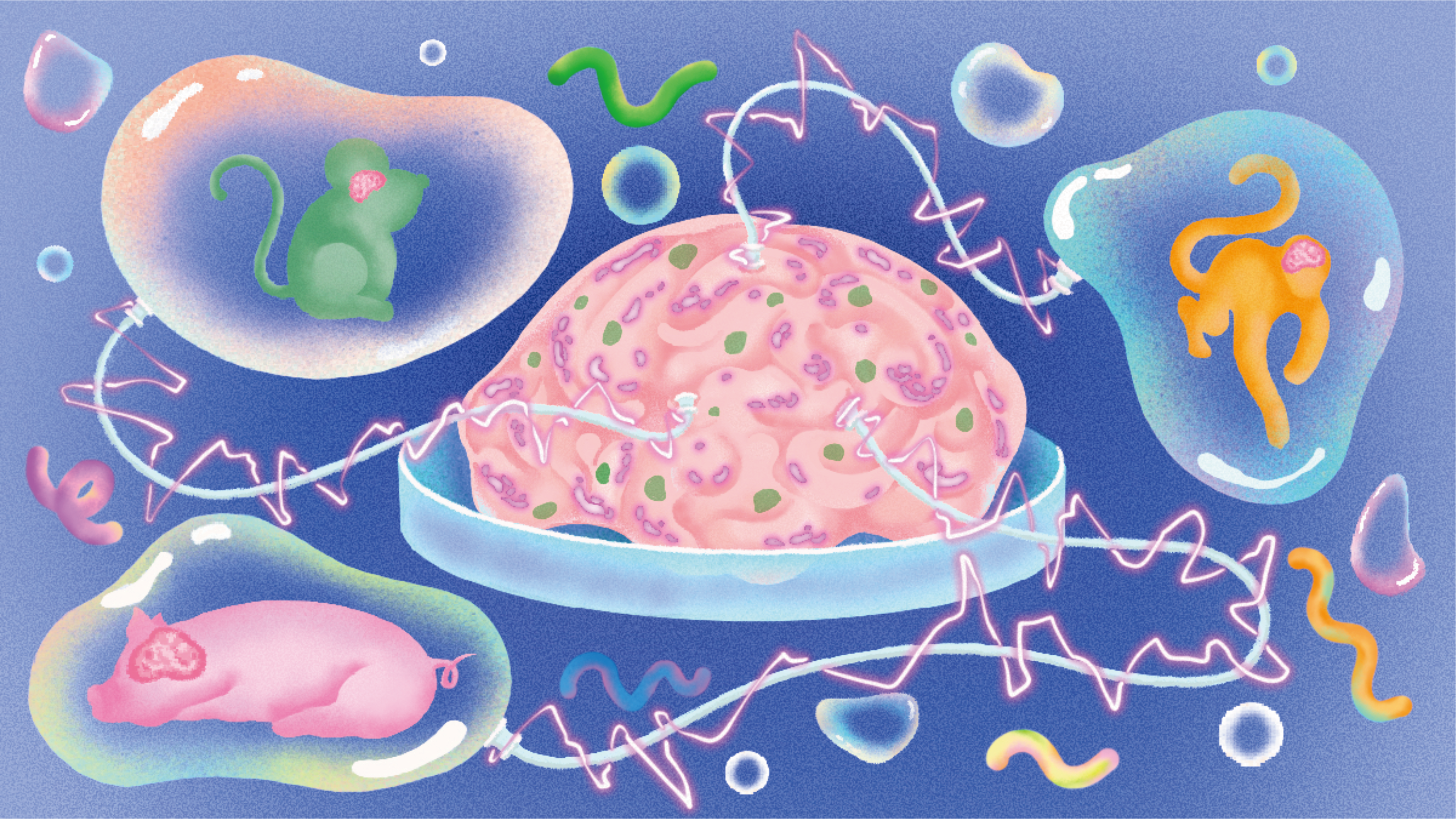Nourishing the Brain: How Astrocytic "Food Sources" Accelerate Organoid Maturation