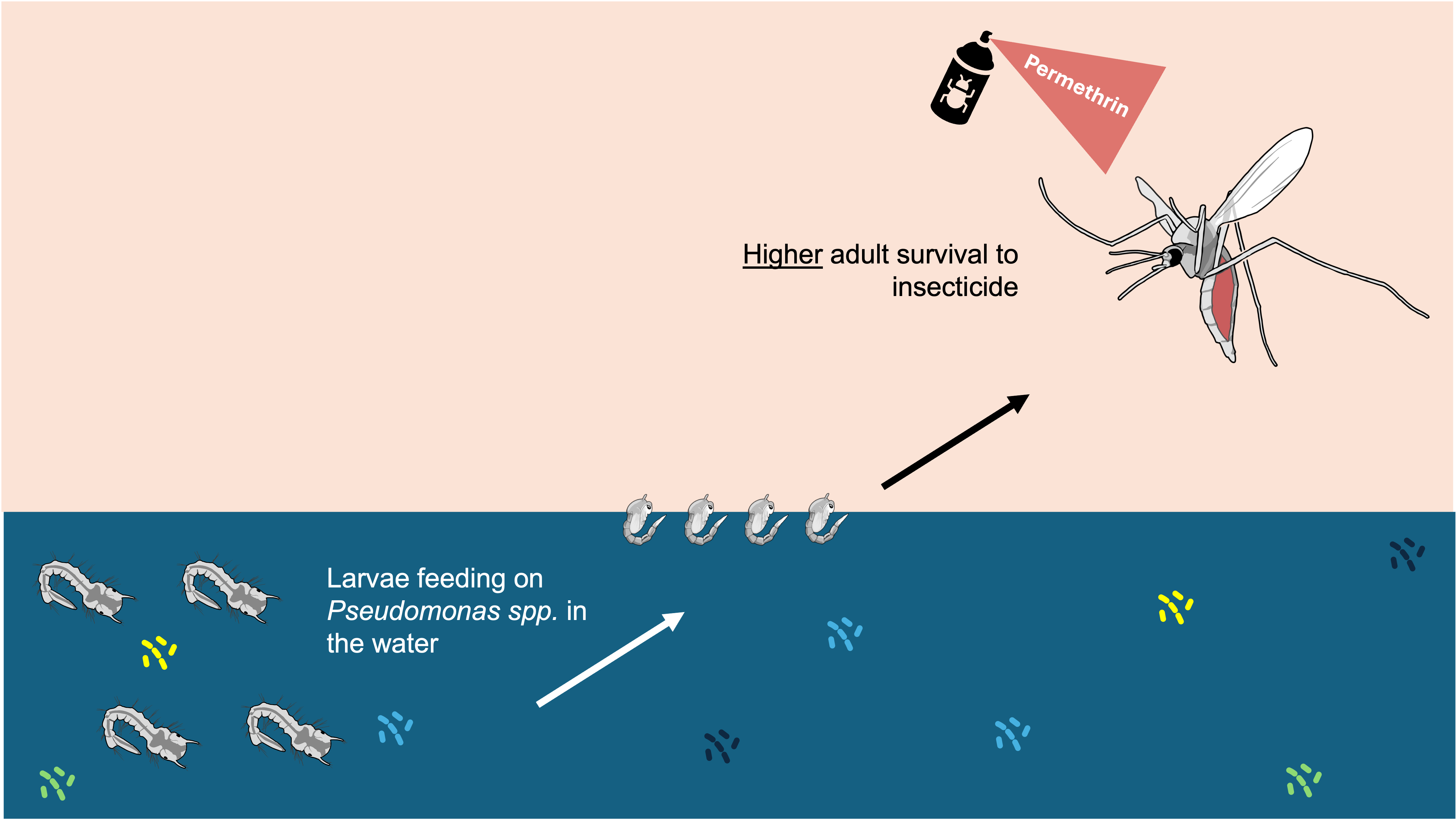 Swimming in bacteria: How exposure to Pseudomonas shields mosquitoes from insecticide