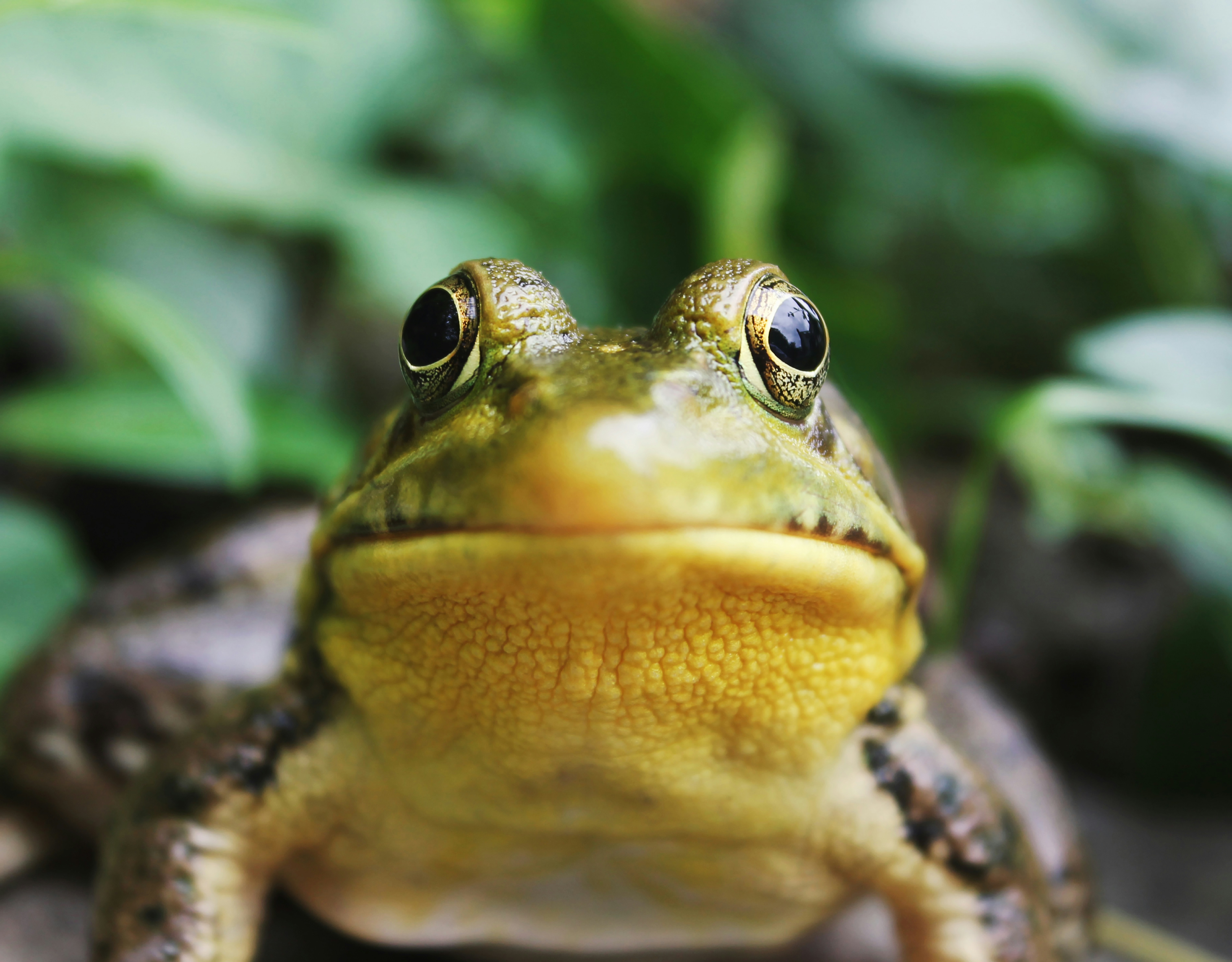 One Lake, One Frog, One Chance: Community-Led Conservation of the Critically Endangered Lake Oku Clawed Frog (Xenopus longipes)