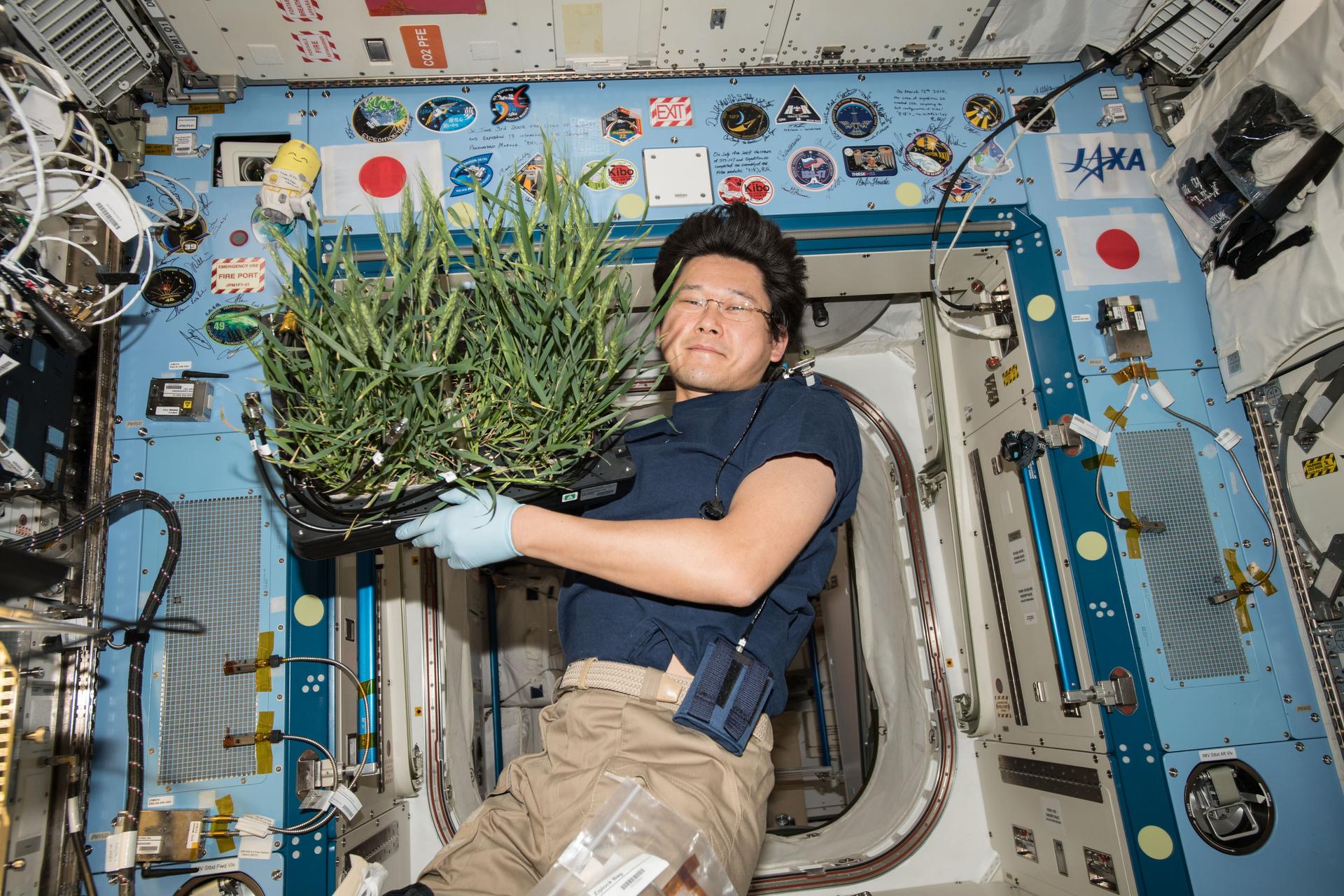 Altered gravity stresses plant cells