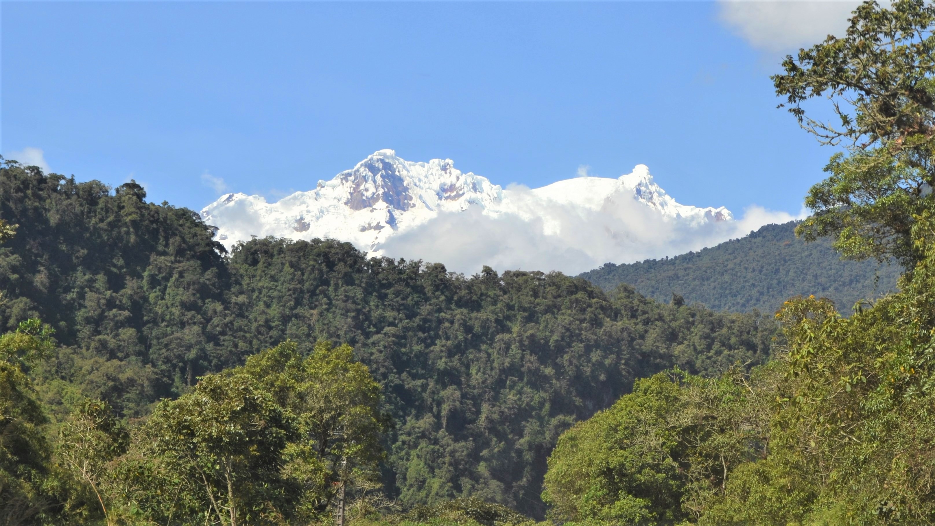 Retrieving forests from the past