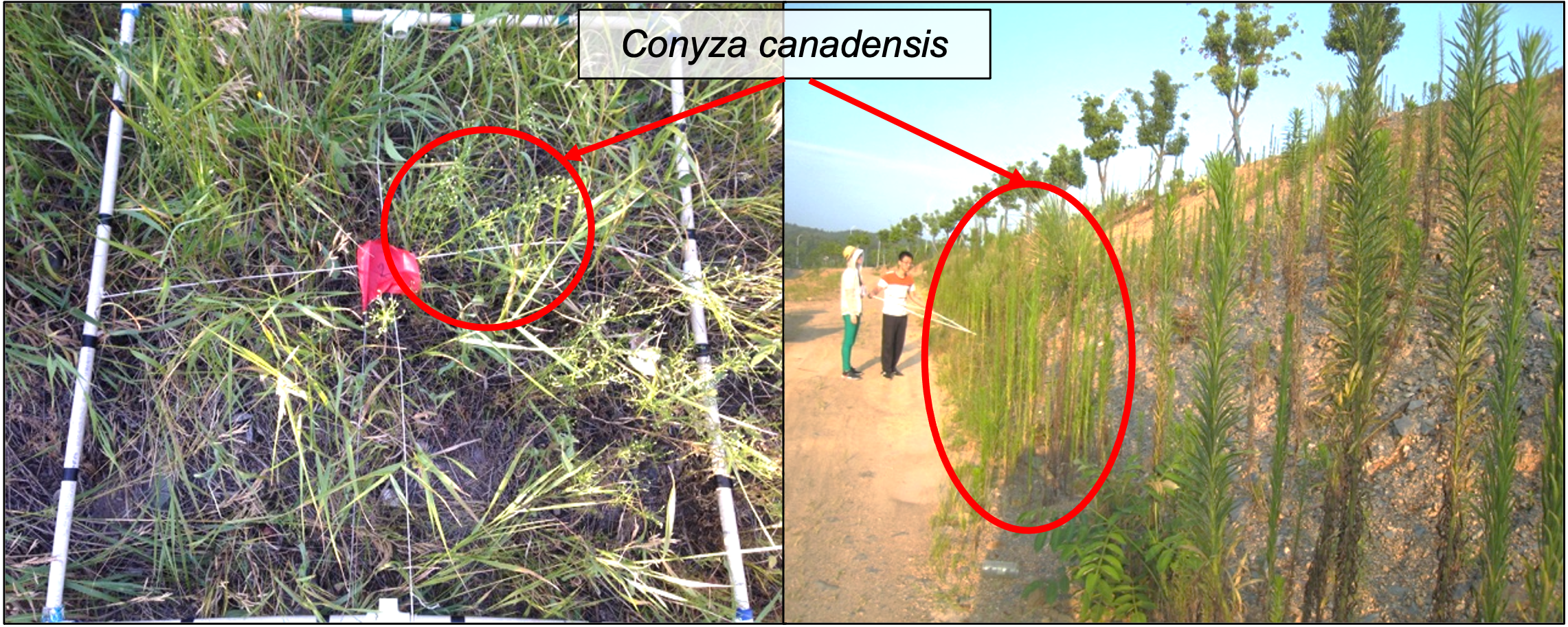 Can symbiotic fungi aid an invasive plant? 