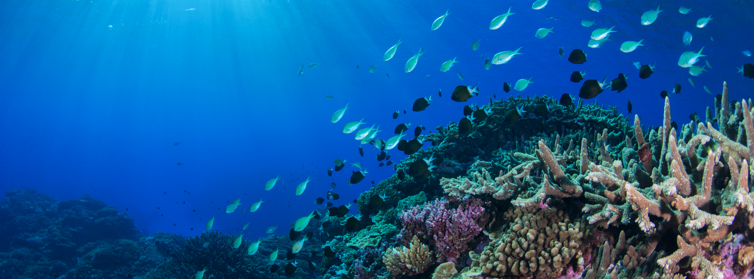 The other side to mass coral bleaching