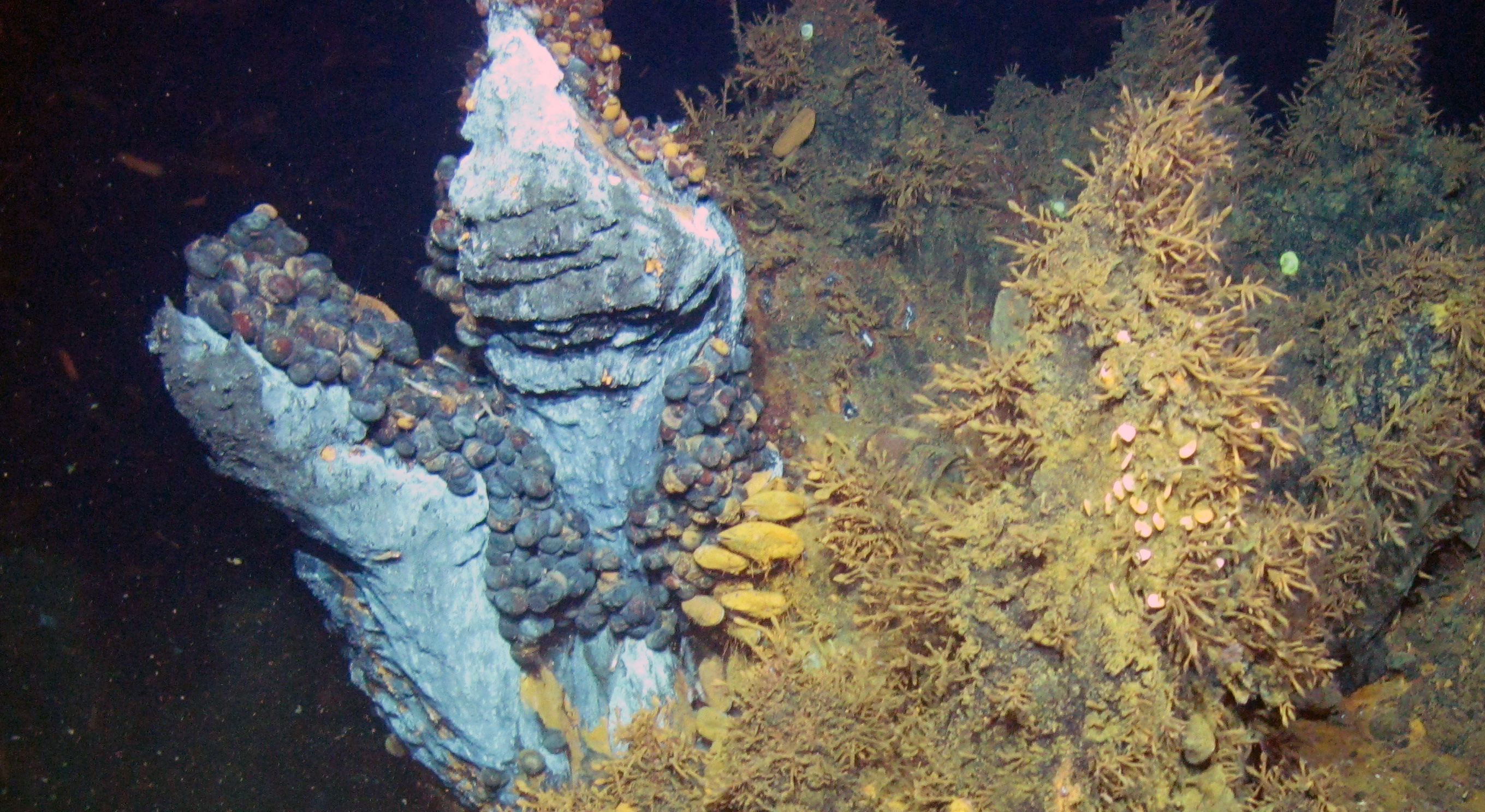 Two sides of the ‘Aegis shield’: Dual symbiosis in the hot vent snail Gigantopelta aegis