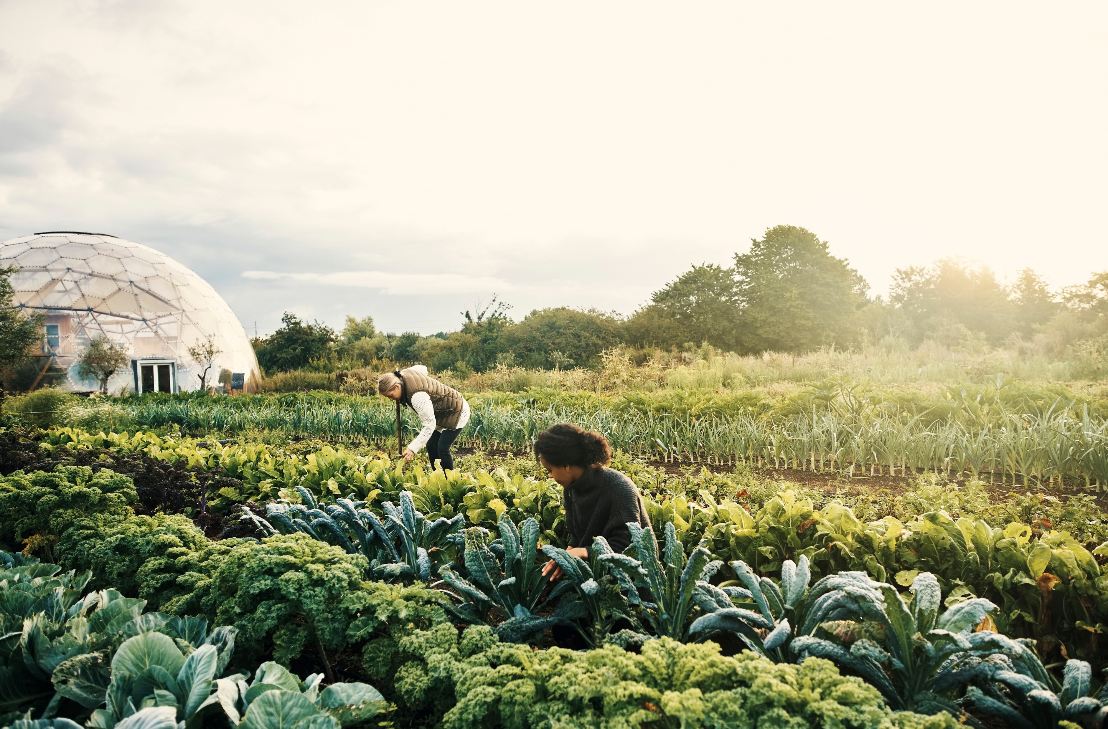 Farmers’ questions changed my research agenda: the case of knowledge sources in regenerative agriculture
