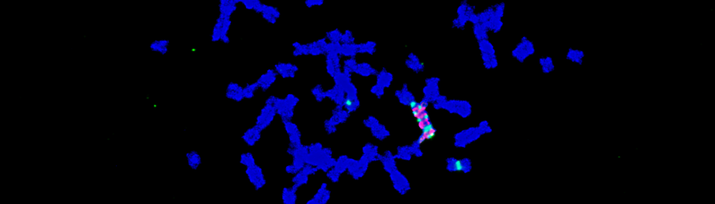 AmpliconReconstructor – revealing focally amplified rearrangements in cancer