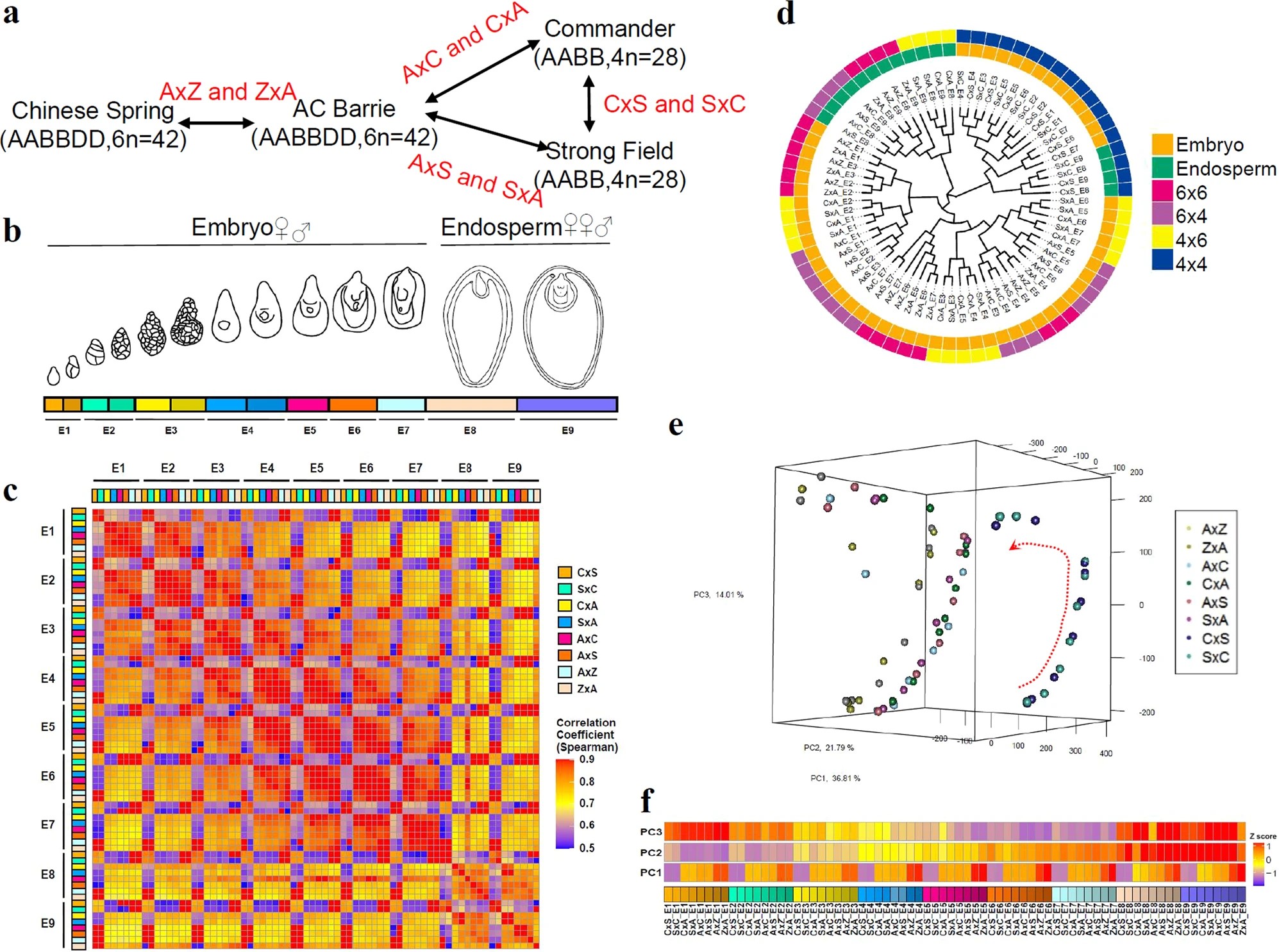 Transcriptional landscape of grain development aids researchers in wheat improvement
