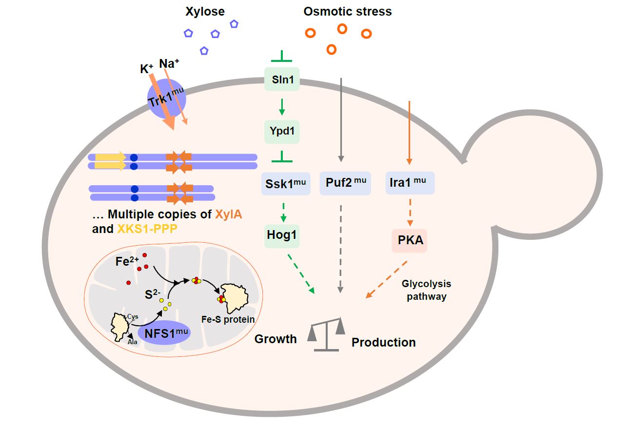 A PhD journey behind an industrial cellulosic ethanol yeast