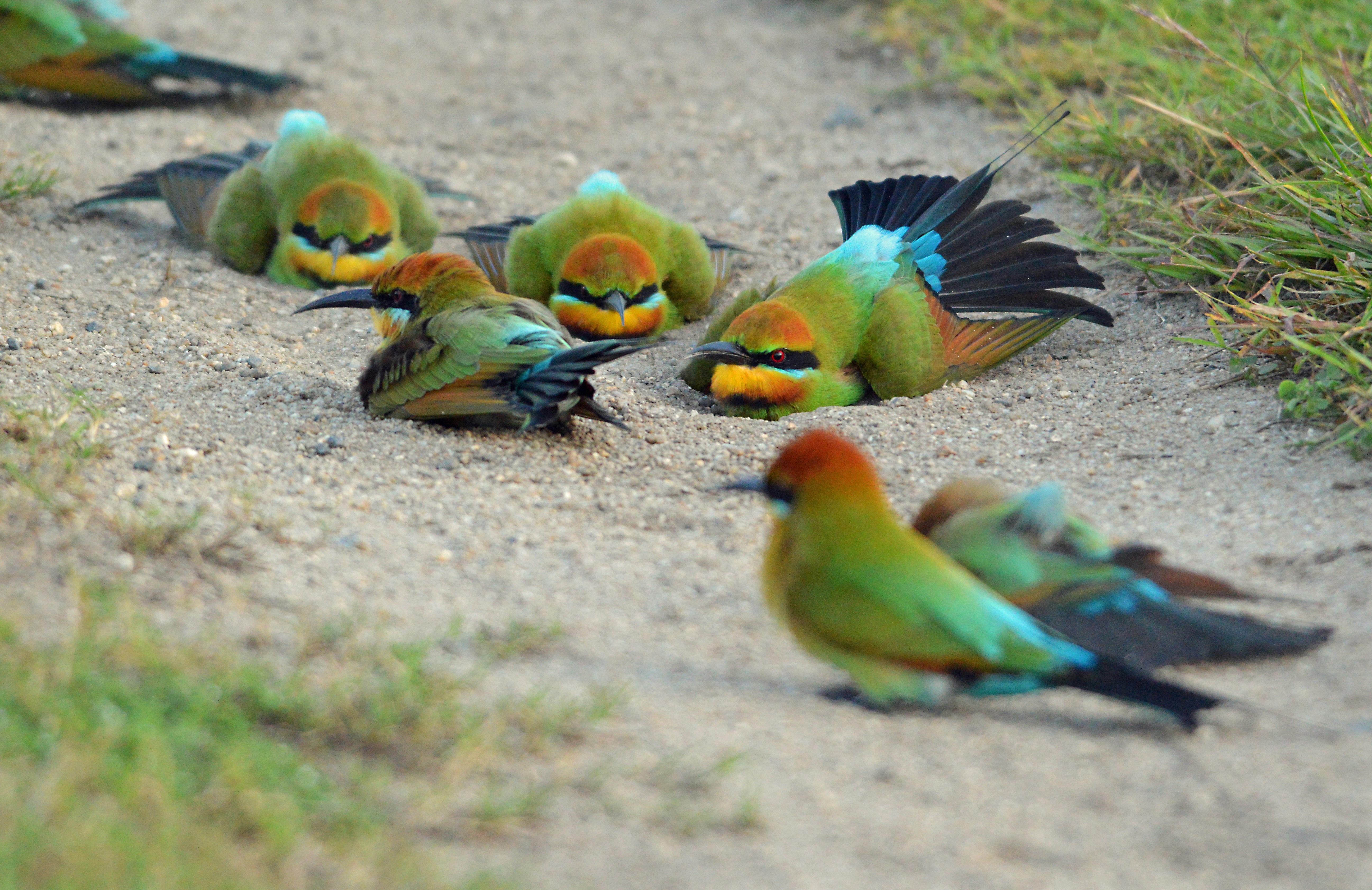 Professional Bird Survey Toolkit