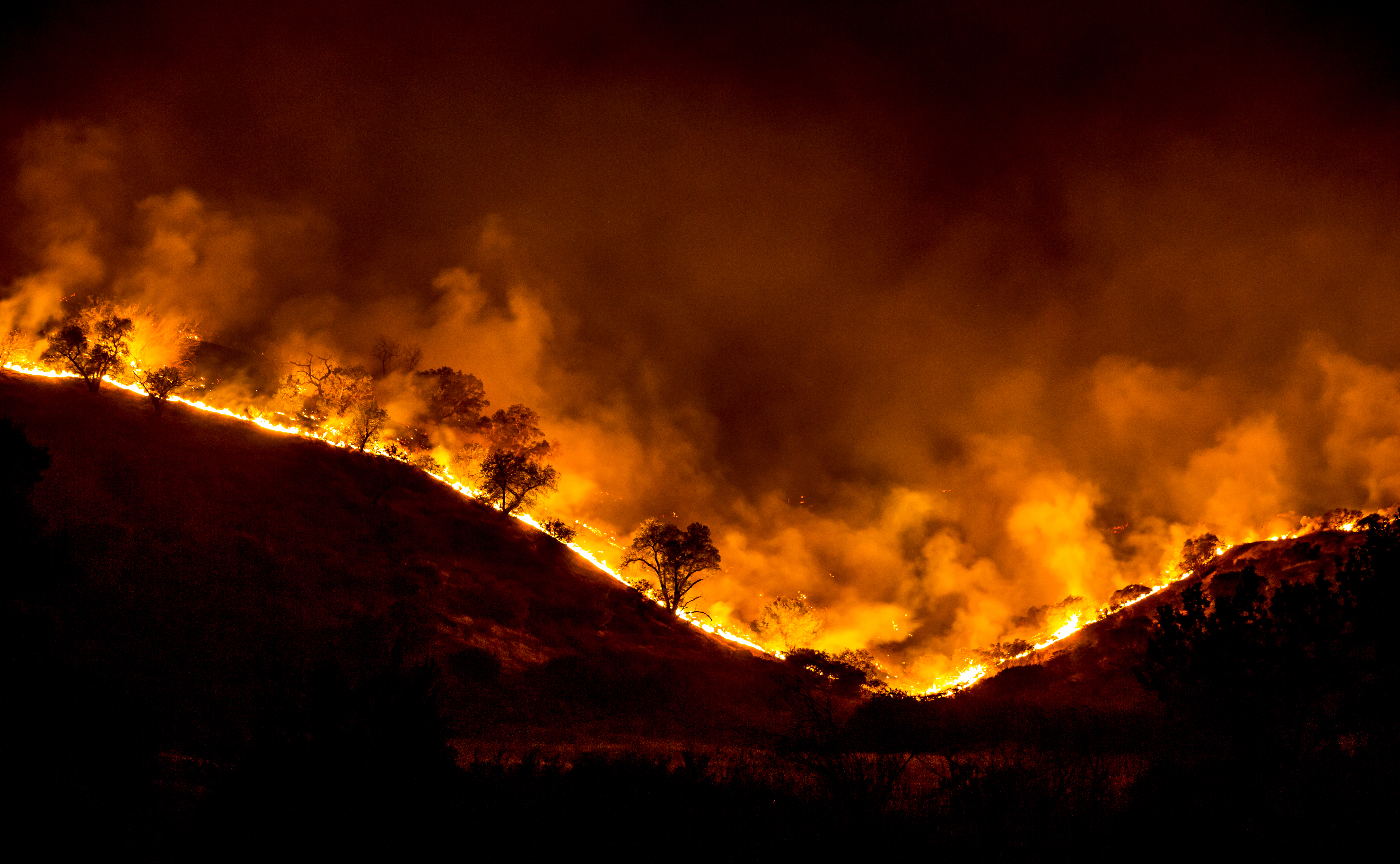 Burning back the tree of life during the end-Permian mass extinction