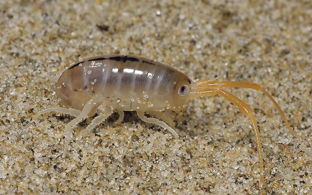 How young sandhoppers find their way