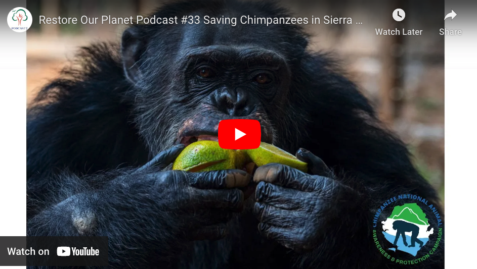 Restore Our Planet Podcast #33 Saving Chimpanzees in Sierra Leone. Daniella Samura