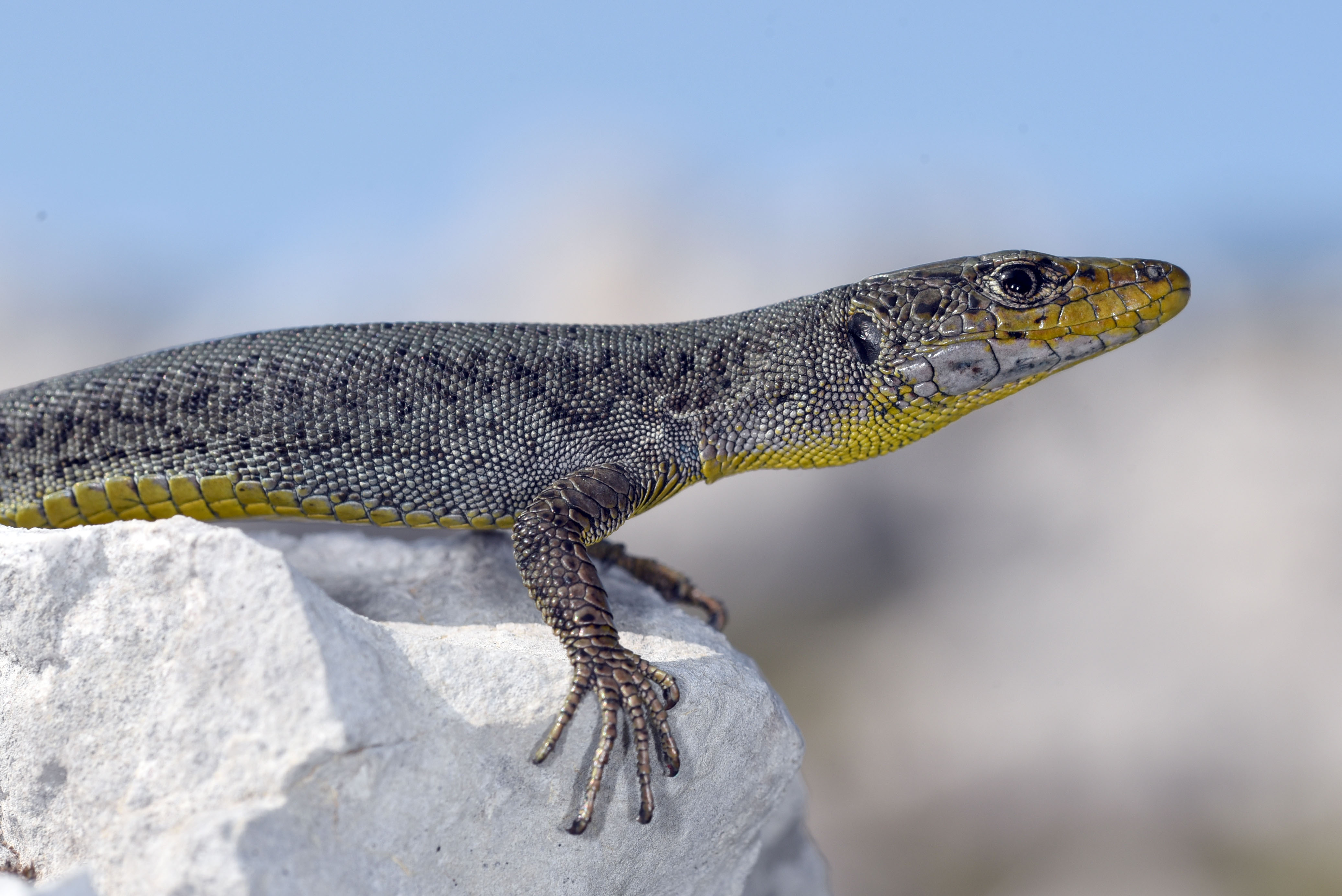 It takes a global village to understand the effect of climate on lizards