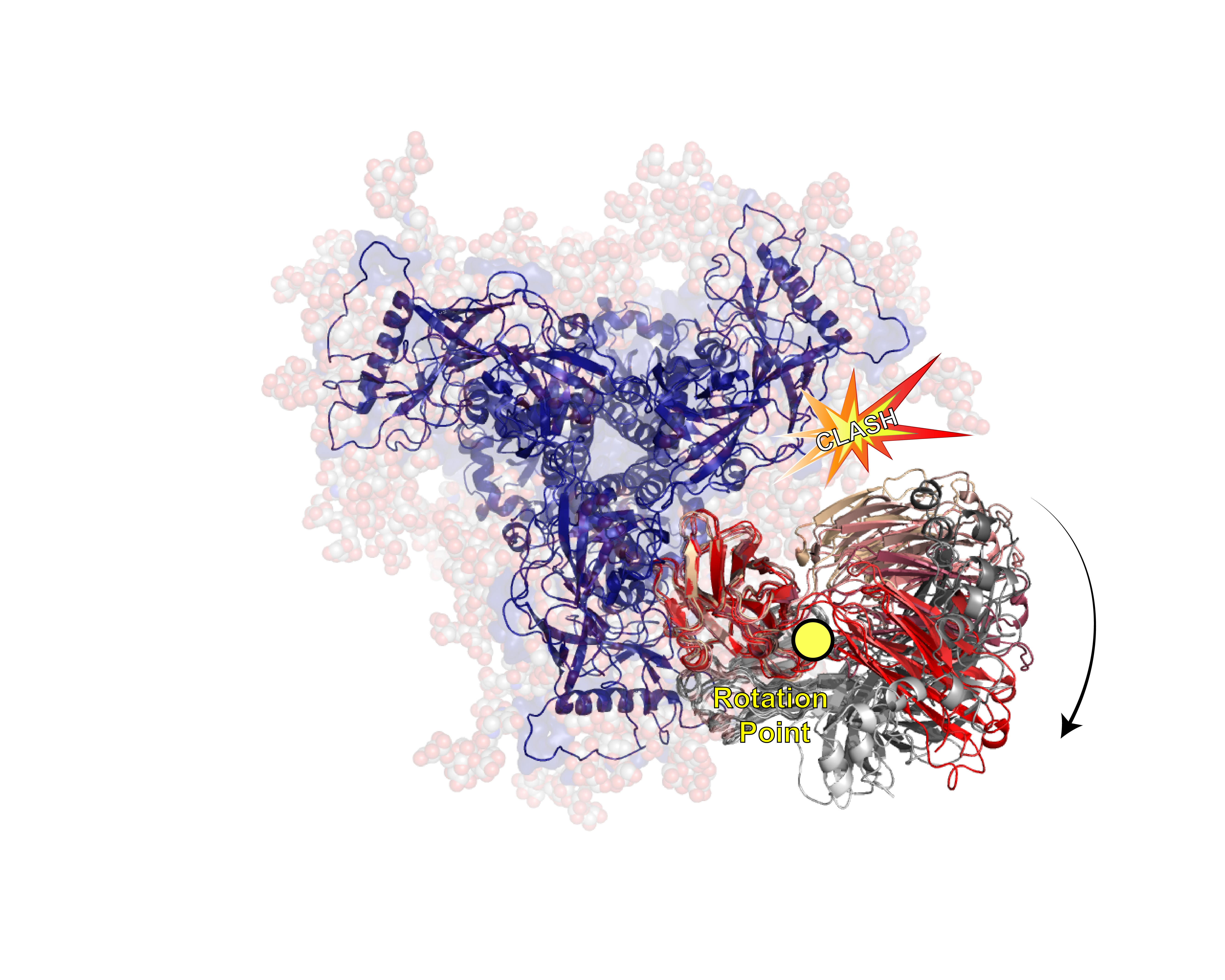 HIV Antibodies learn to Elbow Flex