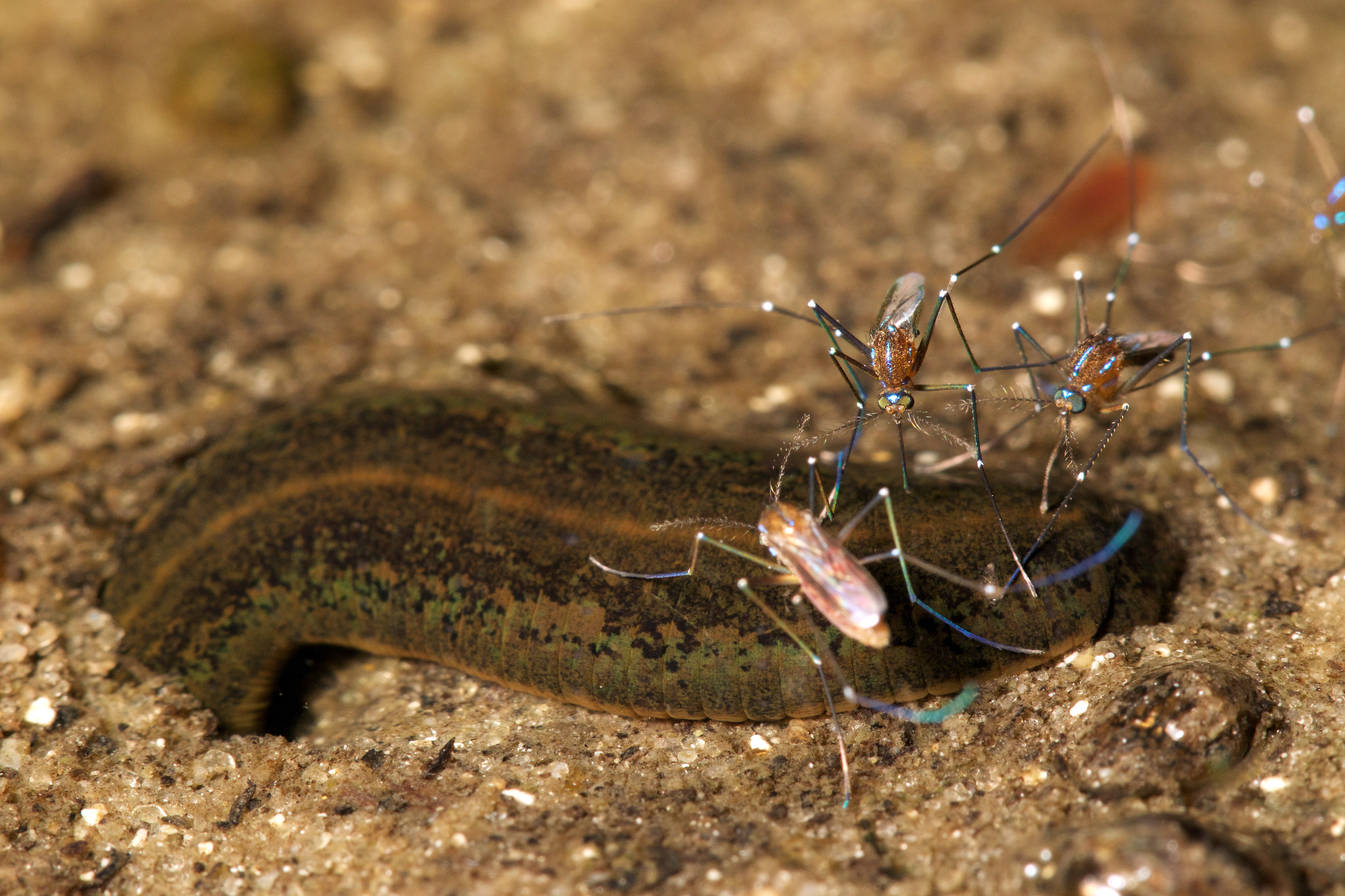 At the River Styx, mosquitoes feed on worm blood