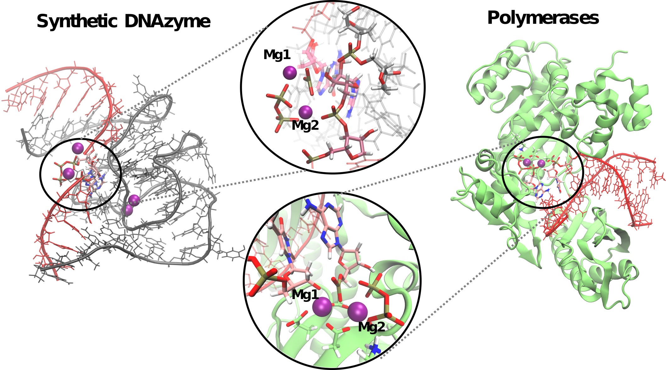 Polymerase-like DNAzyme in action