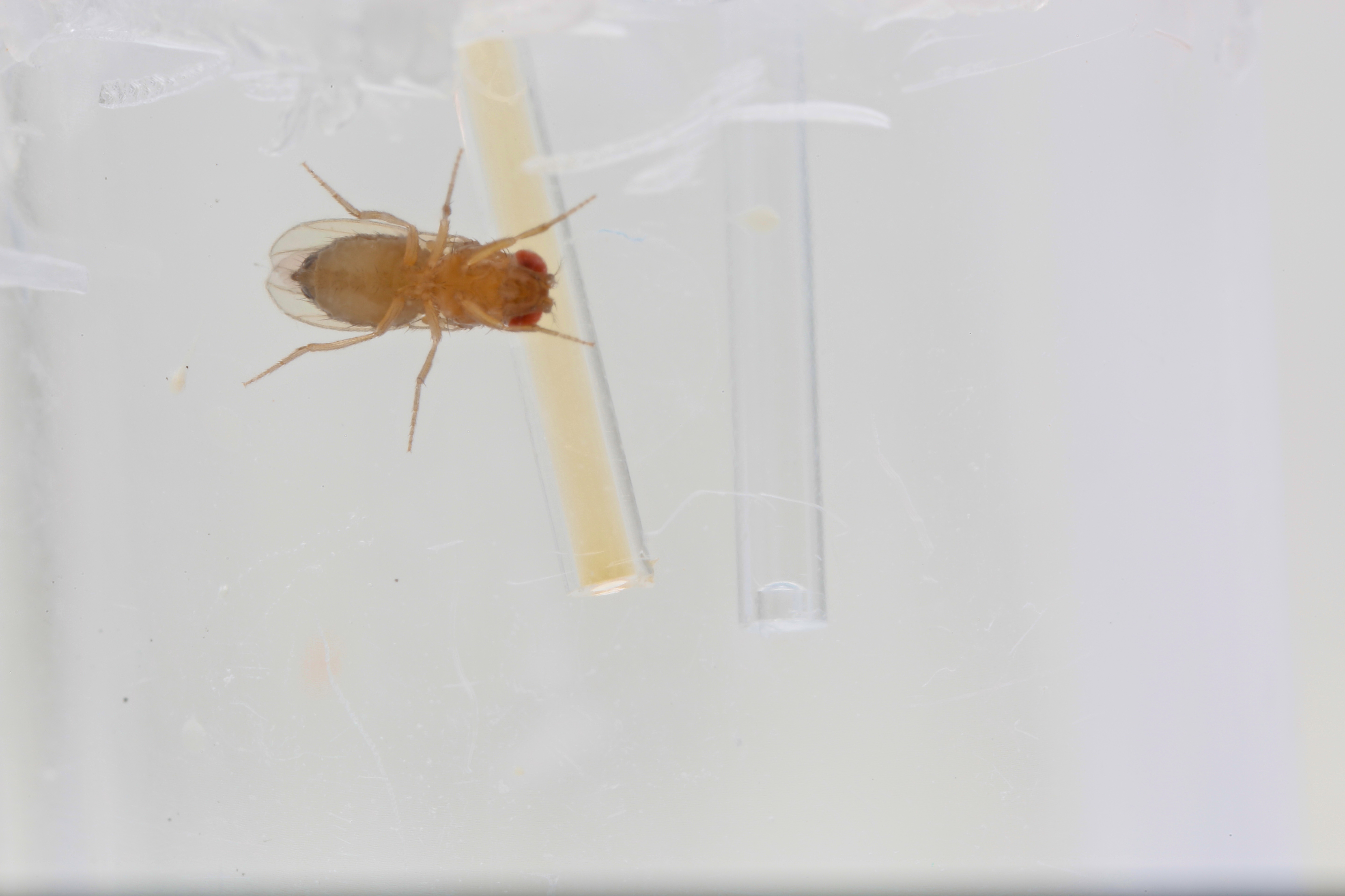 Can flies teach us about diet self-medication?
