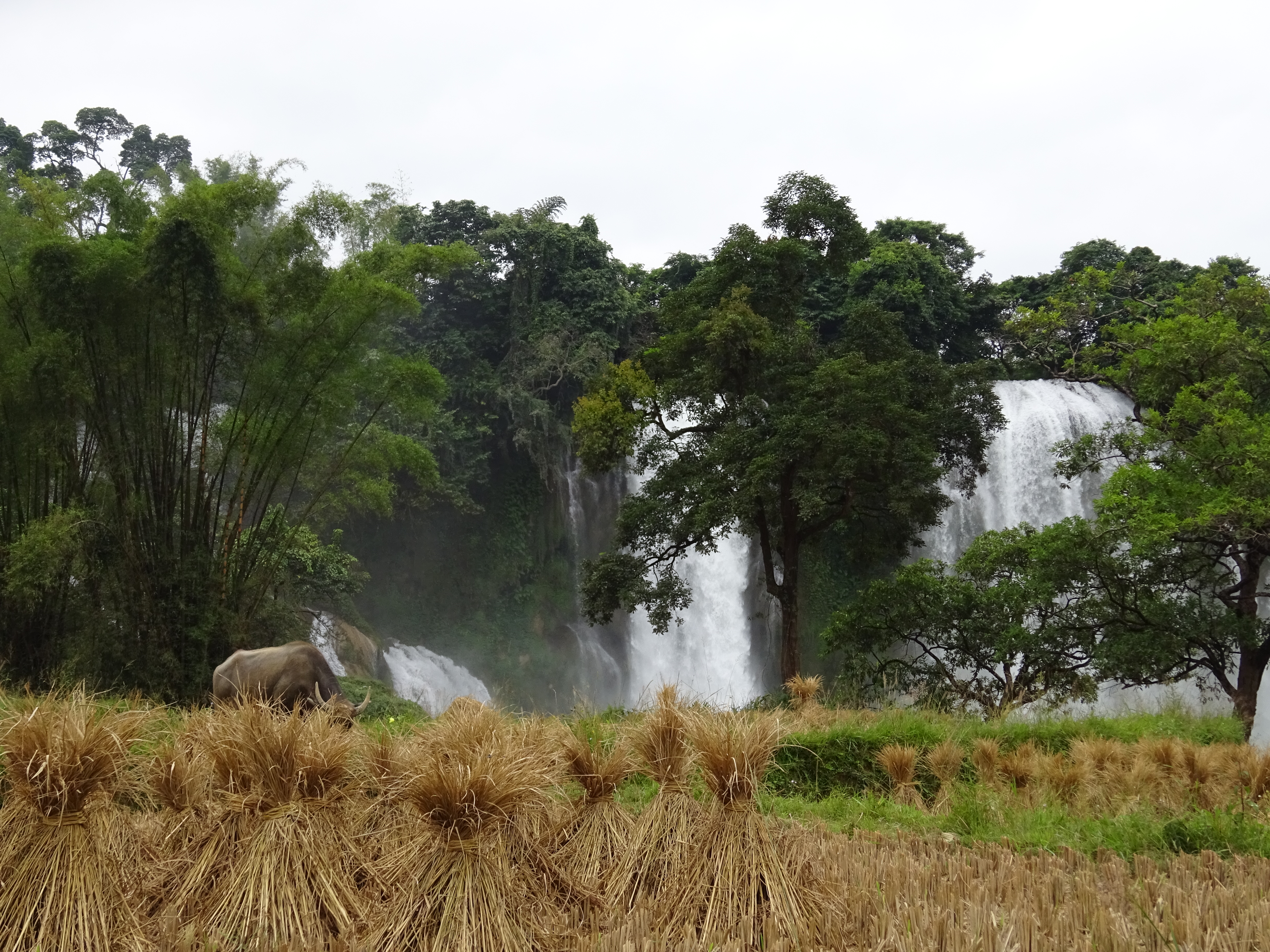 Humboldt's 'Naturgemälde' can pave the road for lasting agro-ecological transitions