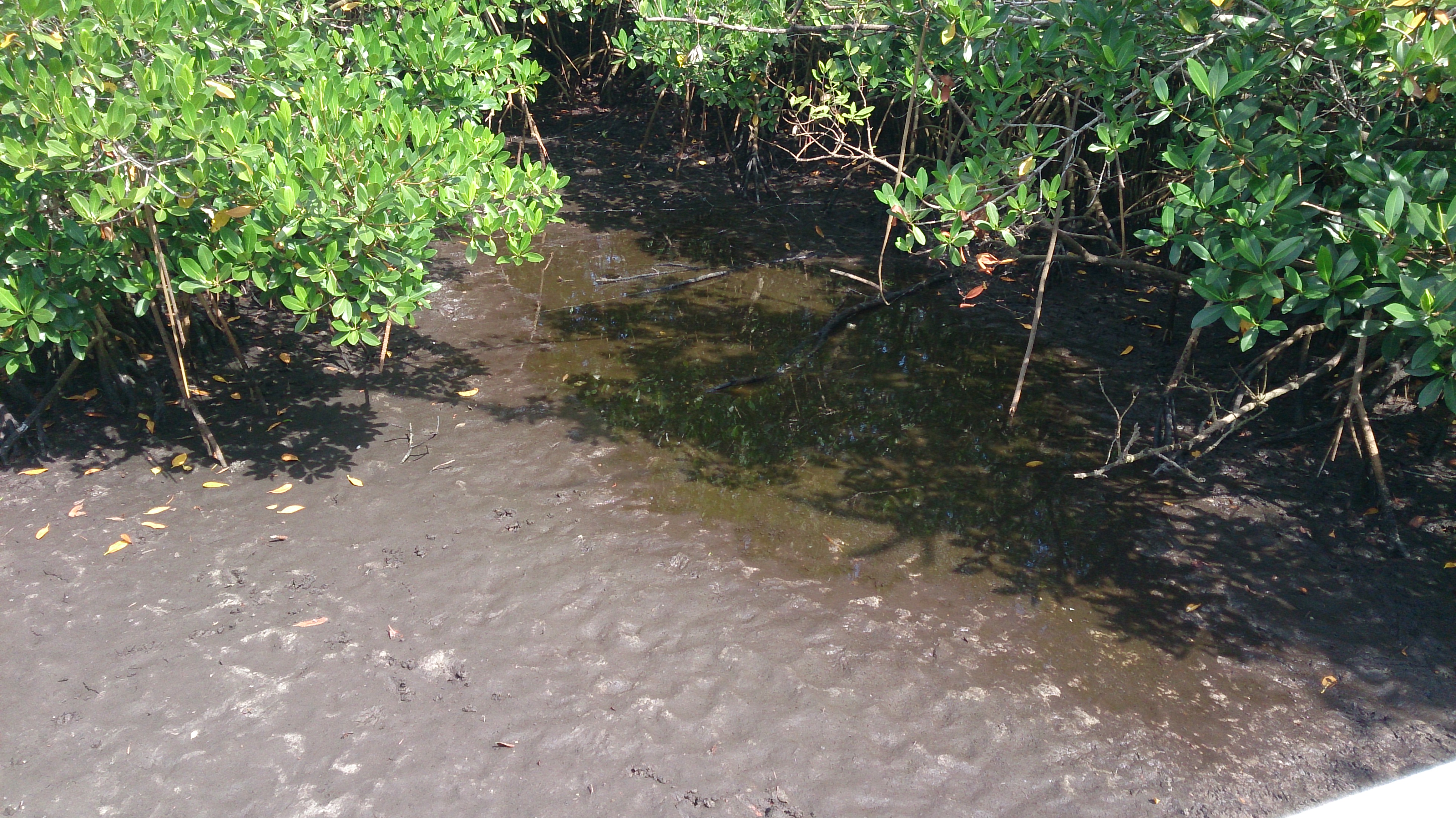 Microbial chain elongation of carboxylates – a mud and soil business
